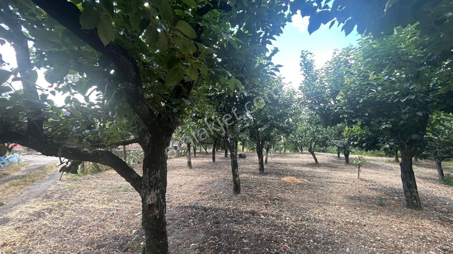 Kocaeli Karamürsel Akçat 860 M2 Konut İmarlı Satılık Bahçe - Görsel 7