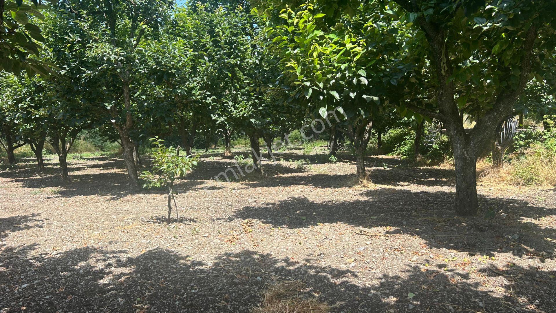 Kocaeli Karamürsel Akçat 860 M2 Konut İmarlı Satılık Bahçe - Görsel 4