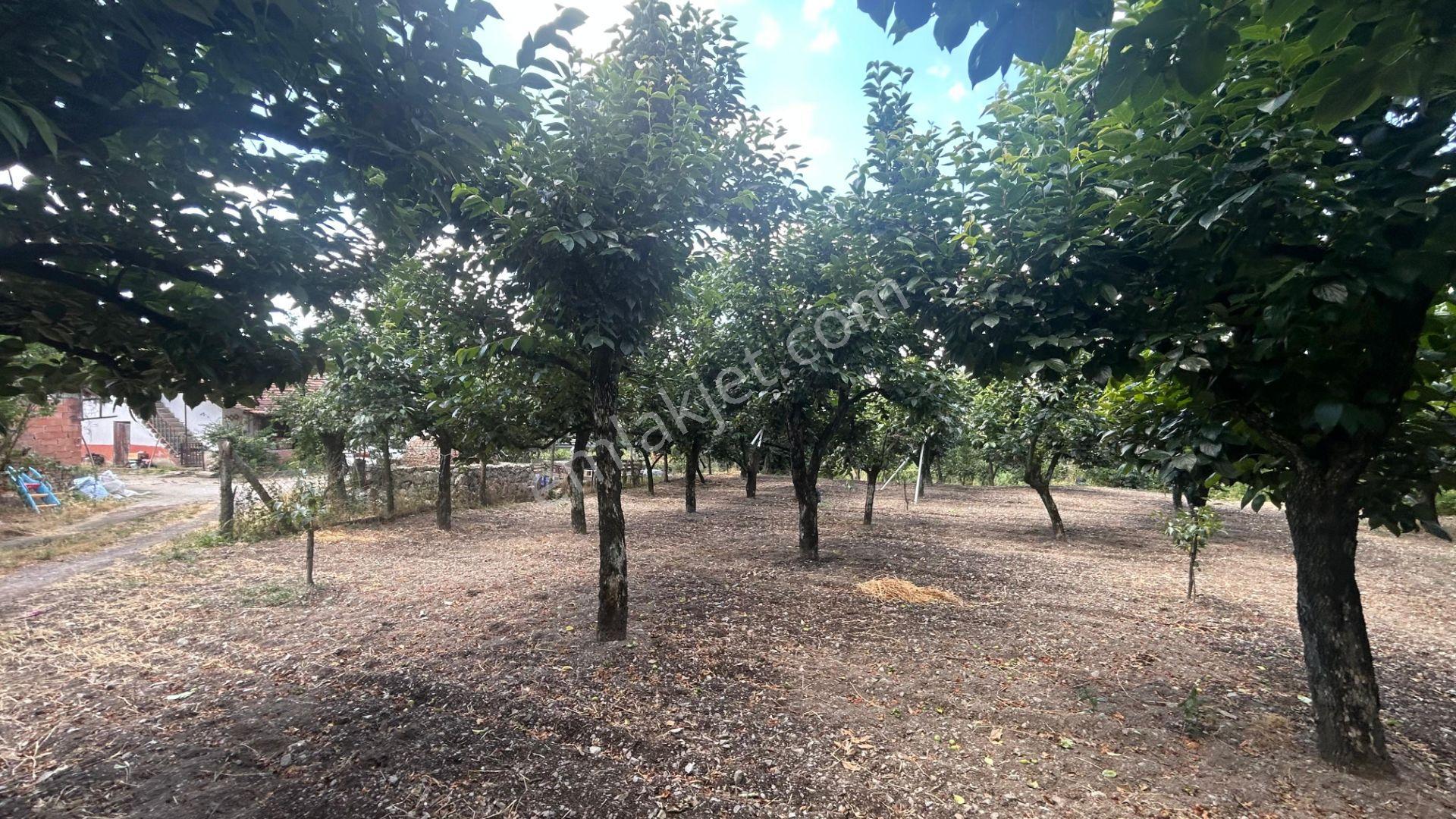 Kocaeli Karamürsel Akçat 860 M2 Konut İmarlı Satılık Bahçe - Görsel 8