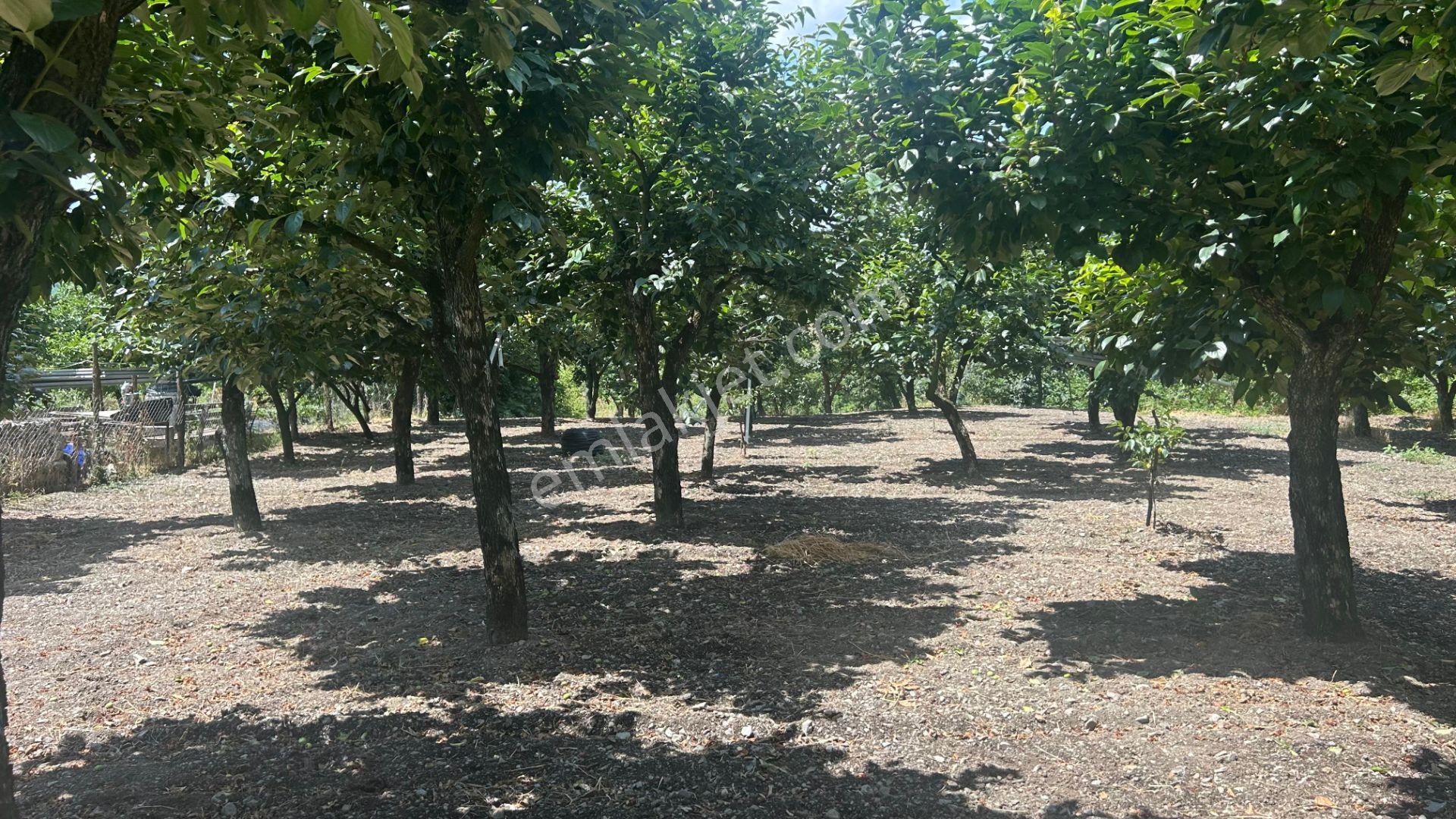 Kocaeli Karamürsel Akçat 860 M2 Konut İmarlı Satılık Bahçe - Görsel 2