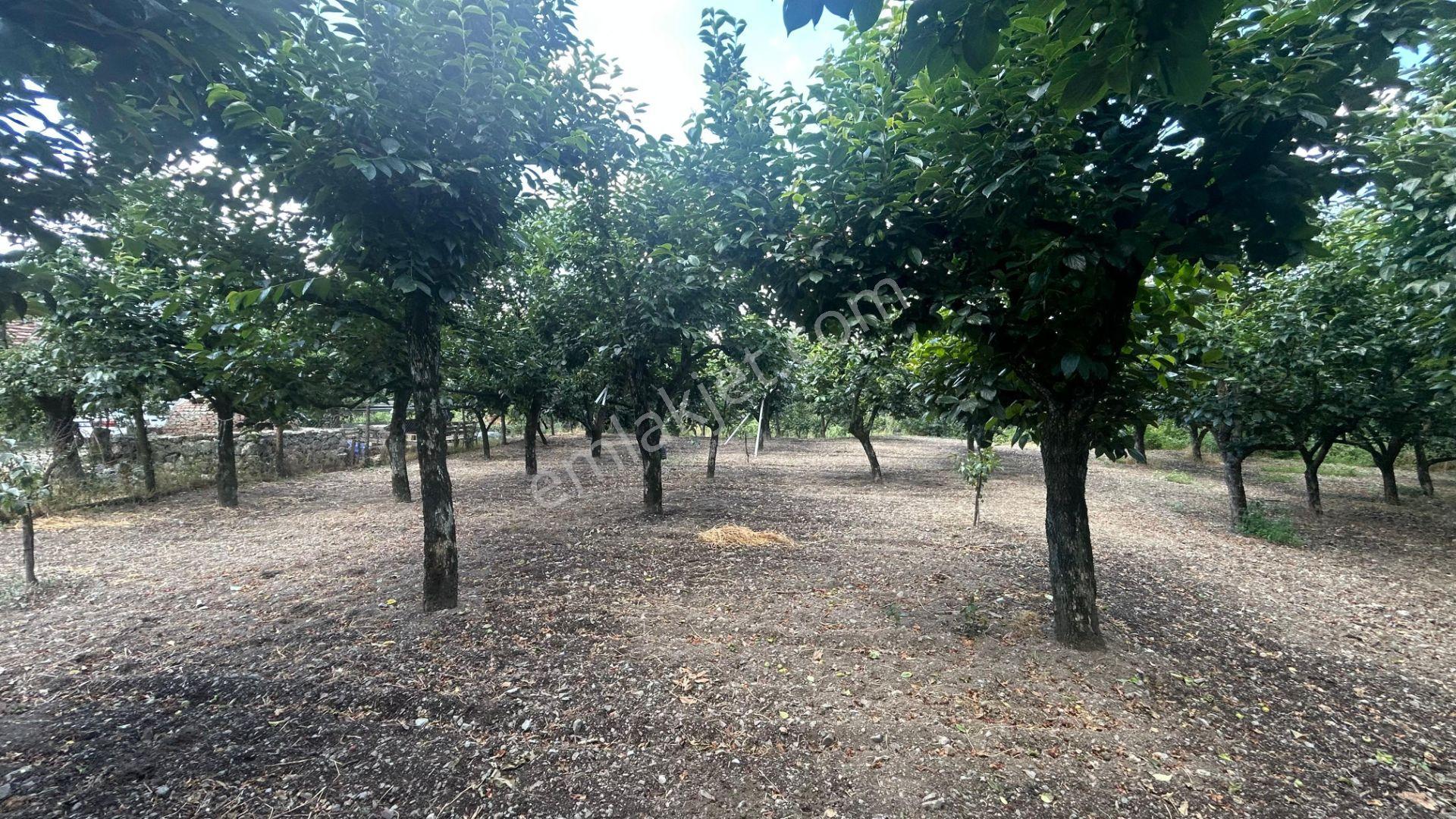 Kocaeli Karamürsel Akçat 860 M2 Konut İmarlı Satılık Bahçe - Görsel 9