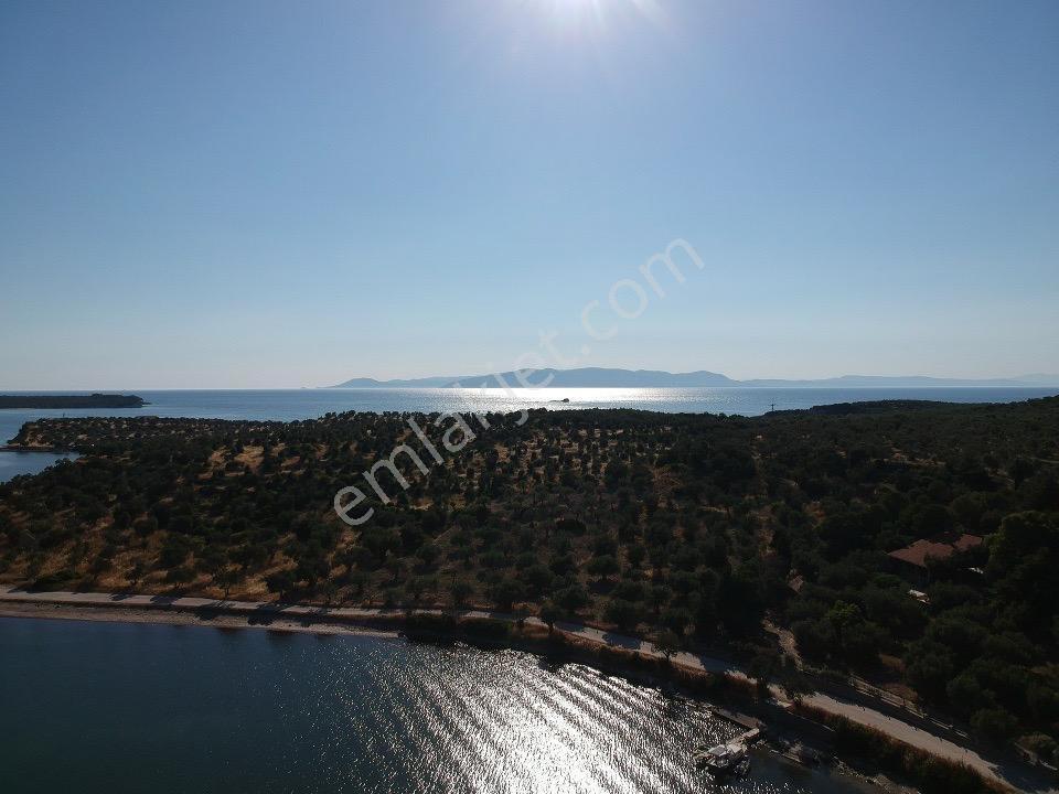 Dikili Bademlide Denize Sıfır 8.413 M² Zeytinlik | 52 Milyon Tl - Görsel 9