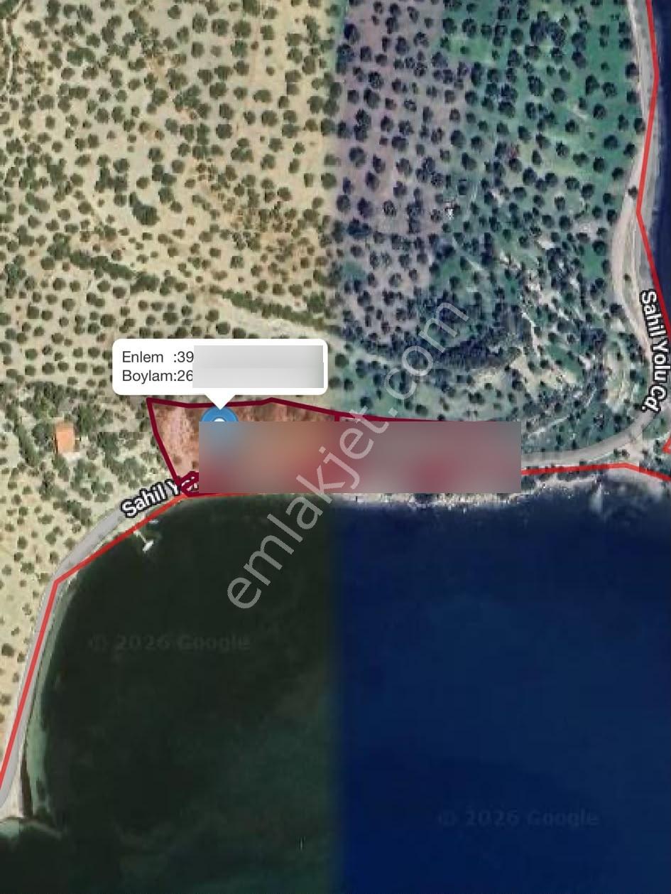 Dikili Bademlide Denize Sıfır 8.413 M² Zeytinlik | 52 Milyon Tl - Görsel 6