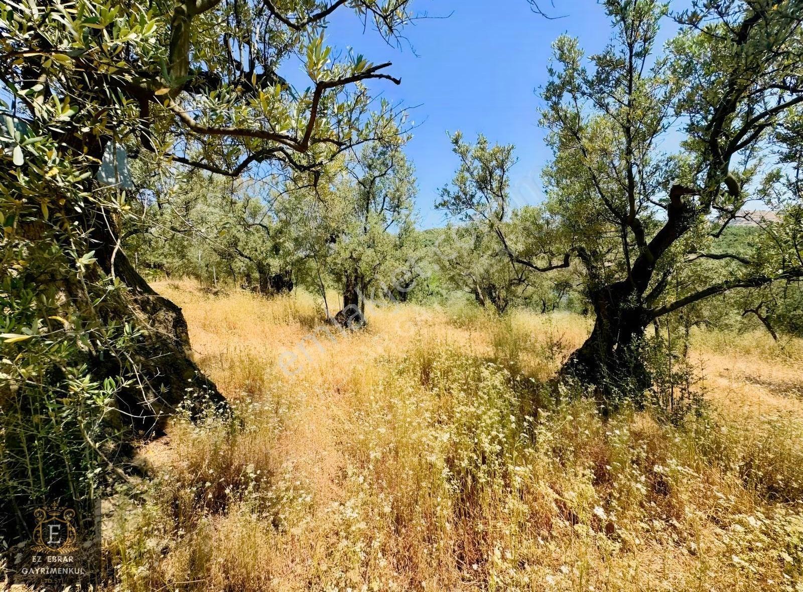 Bursa Mudanya Dereköy'de Satılık 1.100 M² Yatırımlık Arazi - Görsel 16