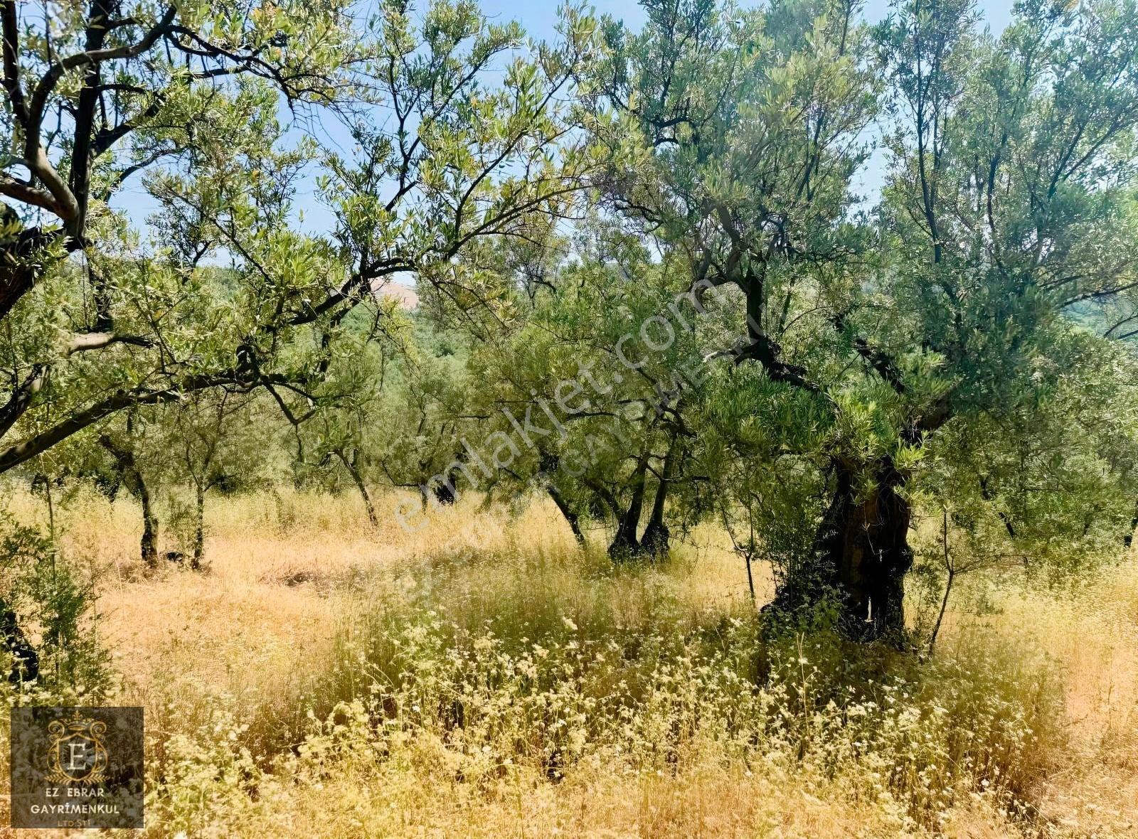 Bursa Mudanya Dereköy'de Satılık 1.100 M² Yatırımlık Arazi - Görsel 14