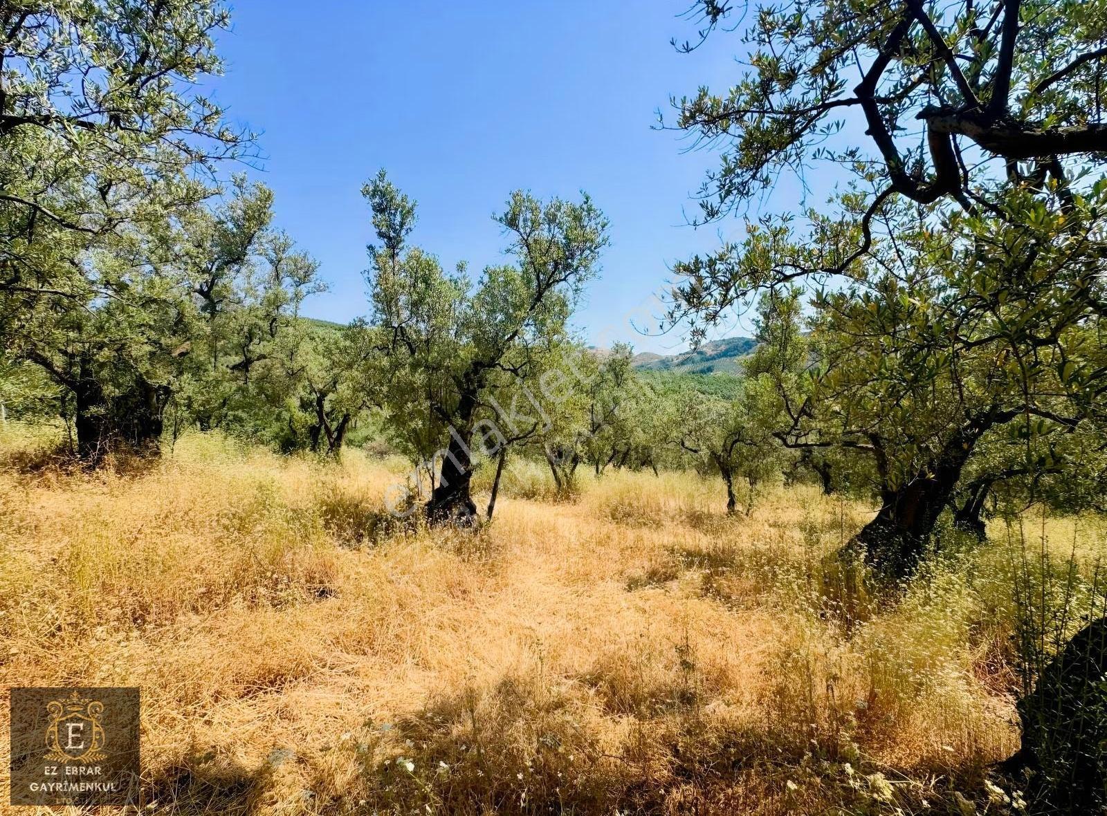 Bursa Mudanya Dereköy'de Satılık 1.100 M² Yatırımlık Arazi - Görsel 2