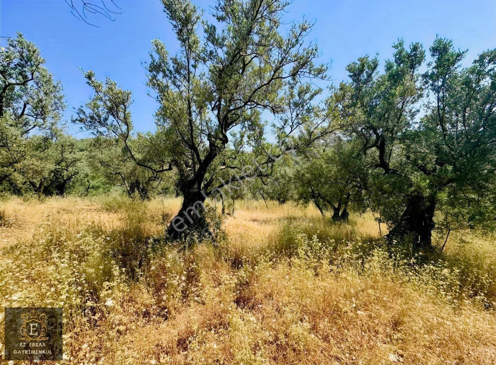Bursa Mudanya Dereköy'de Satılık 1.100 M² Yatırımlık Arazi - Görsel 5