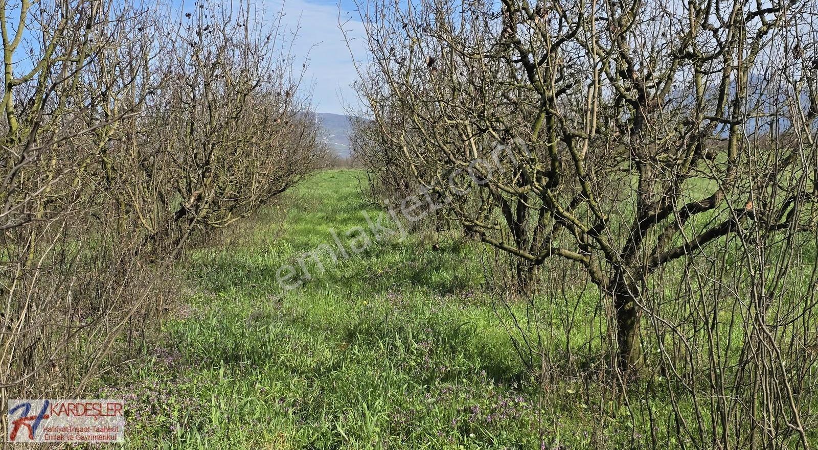 Sakarya Pamukova Gökgöz Mah. Köye Yakın Ayva Bahçesi - Görsel 5
