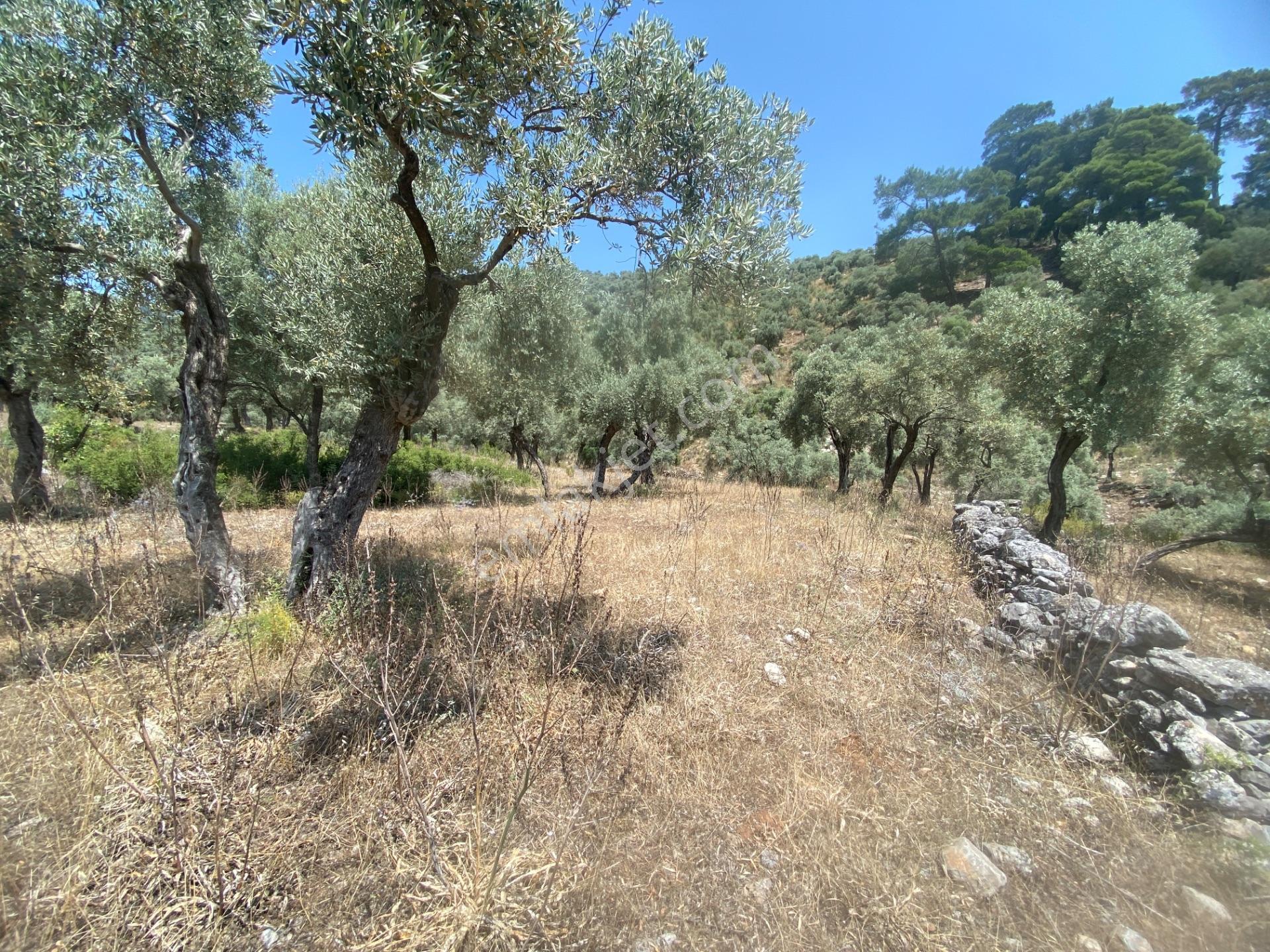 Muğla Milas Pınarcık’ta, Satılık 400 M² İçinde 15 Zeytin Ağacı Bulunan, Ulaşımı Kolay Arazi - Görsel 10