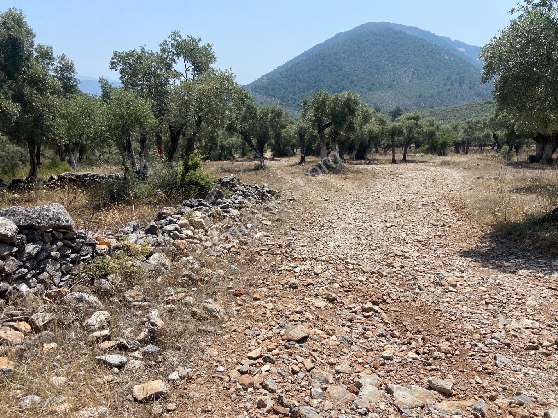 Muğla Milas Pınarcık’ta, Satılık 400 M² İçinde 15 Zeytin Ağacı Bulunan, Ulaşımı Kolay Arazi - Görsel 18
