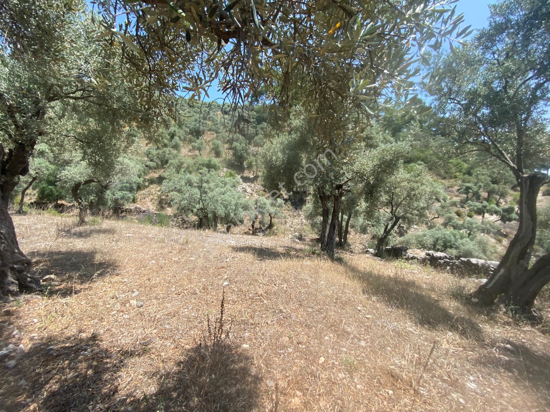 Muğla Milas Pınarcık’ta, Satılık 400 M² İçinde 15 Zeytin Ağacı Bulunan, Ulaşımı Kolay Arazi - Görsel 8