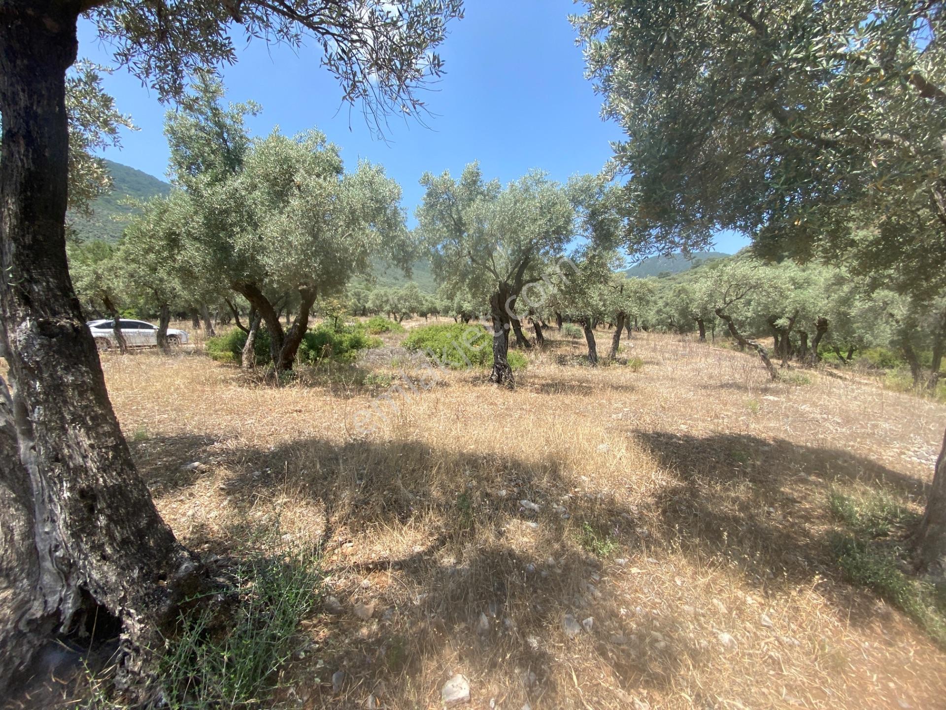 Muğla Milas Pınarcık’ta, Satılık 400 M² İçinde 15 Zeytin Ağacı Bulunan, Ulaşımı Kolay Arazi - Görsel 15