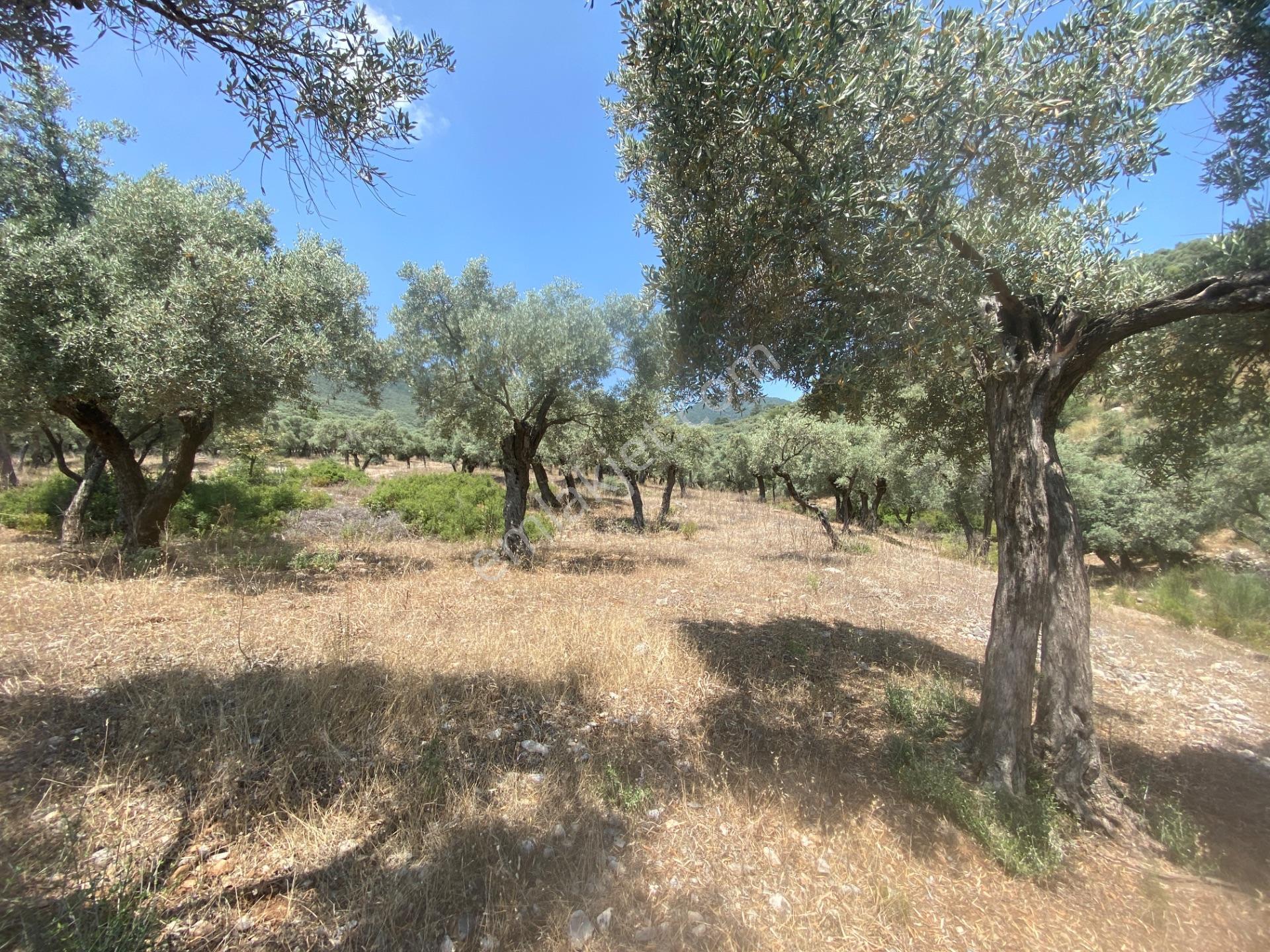 Muğla Milas Pınarcık’ta, Satılık 400 M² İçinde 15 Zeytin Ağacı Bulunan, Ulaşımı Kolay Arazi - Görsel 6