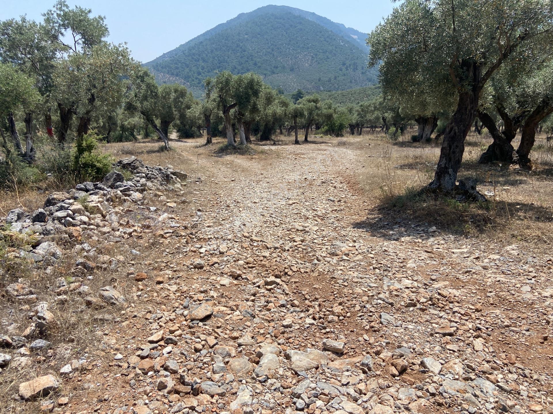 Muğla Milas Pınarcık’ta, Satılık 400 M² İçinde 15 Zeytin Ağacı Bulunan, Ulaşımı Kolay Arazi - Görsel 17