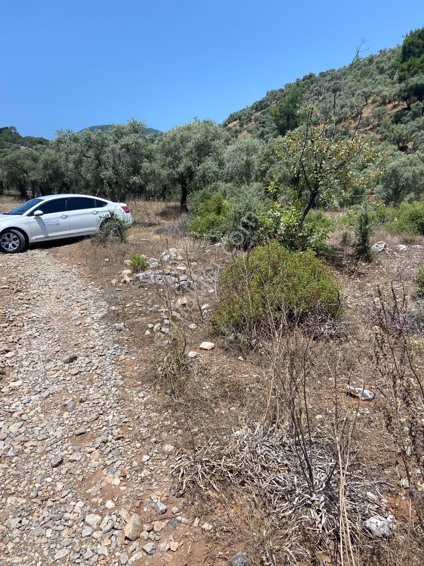 Muğla Milas Pınarcık’ta, Satılık 400 M² İçinde 15 Zeytin Ağacı Bulunan, Ulaşımı Kolay Arazi