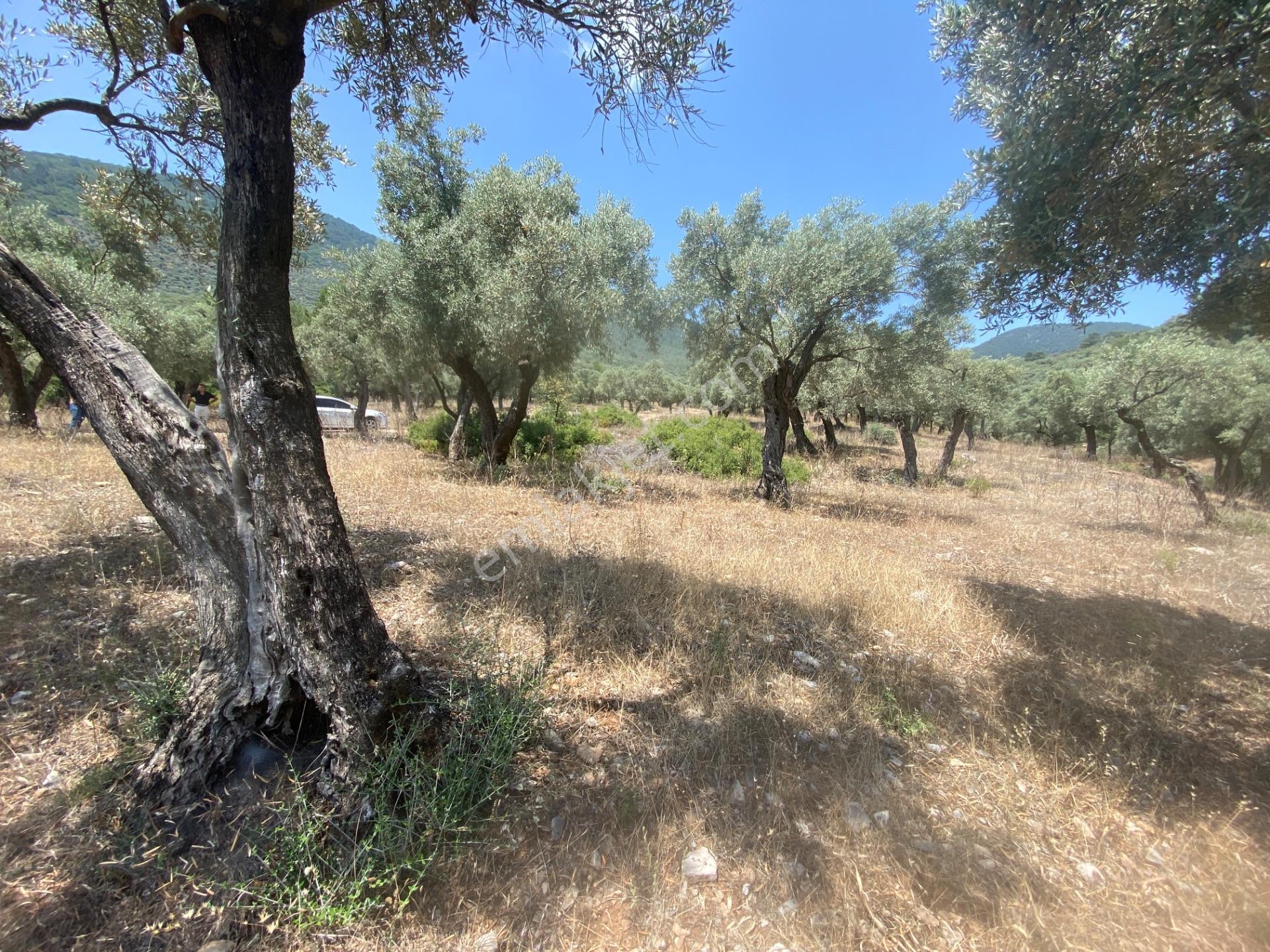 Muğla Milas Pınarcık’ta, Satılık 400 M² İçinde 15 Zeytin Ağacı Bulunan, Ulaşımı Kolay Arazi - Görsel 4