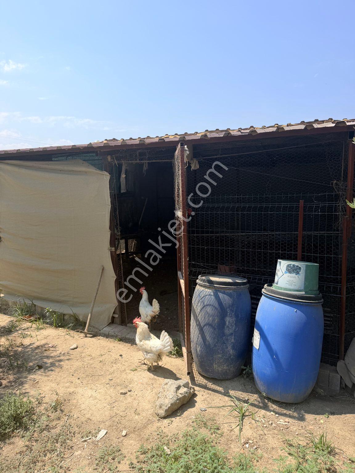Sığma’da Elektriği Ve Suyu Olan Köşe Anayol Üstü Meyve Bahçemiz - Görsel 9