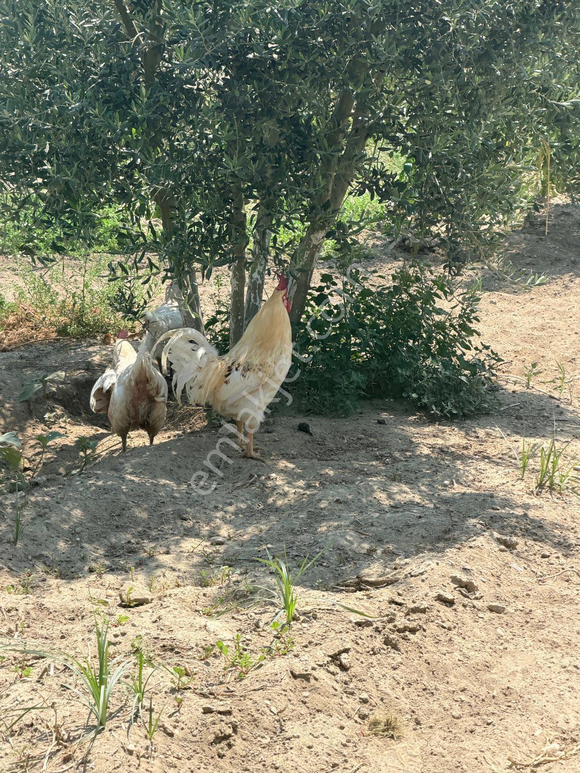 Sığma’da Elektriği Ve Suyu Olan Köşe Anayol Üstü Meyve Bahçemiz - Görsel 10