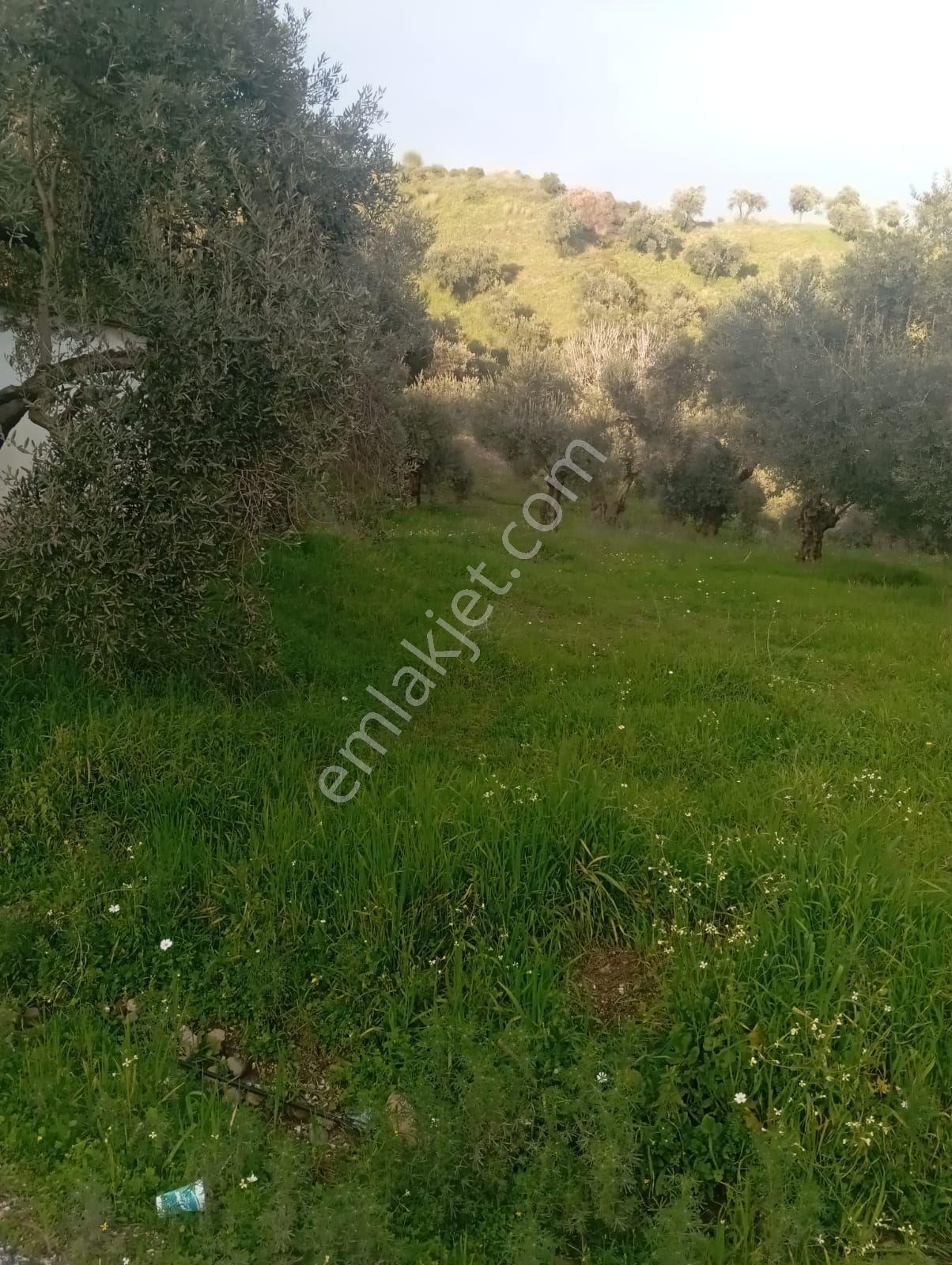 Satılık Düz Zeytin Bahcesi - Görsel 8