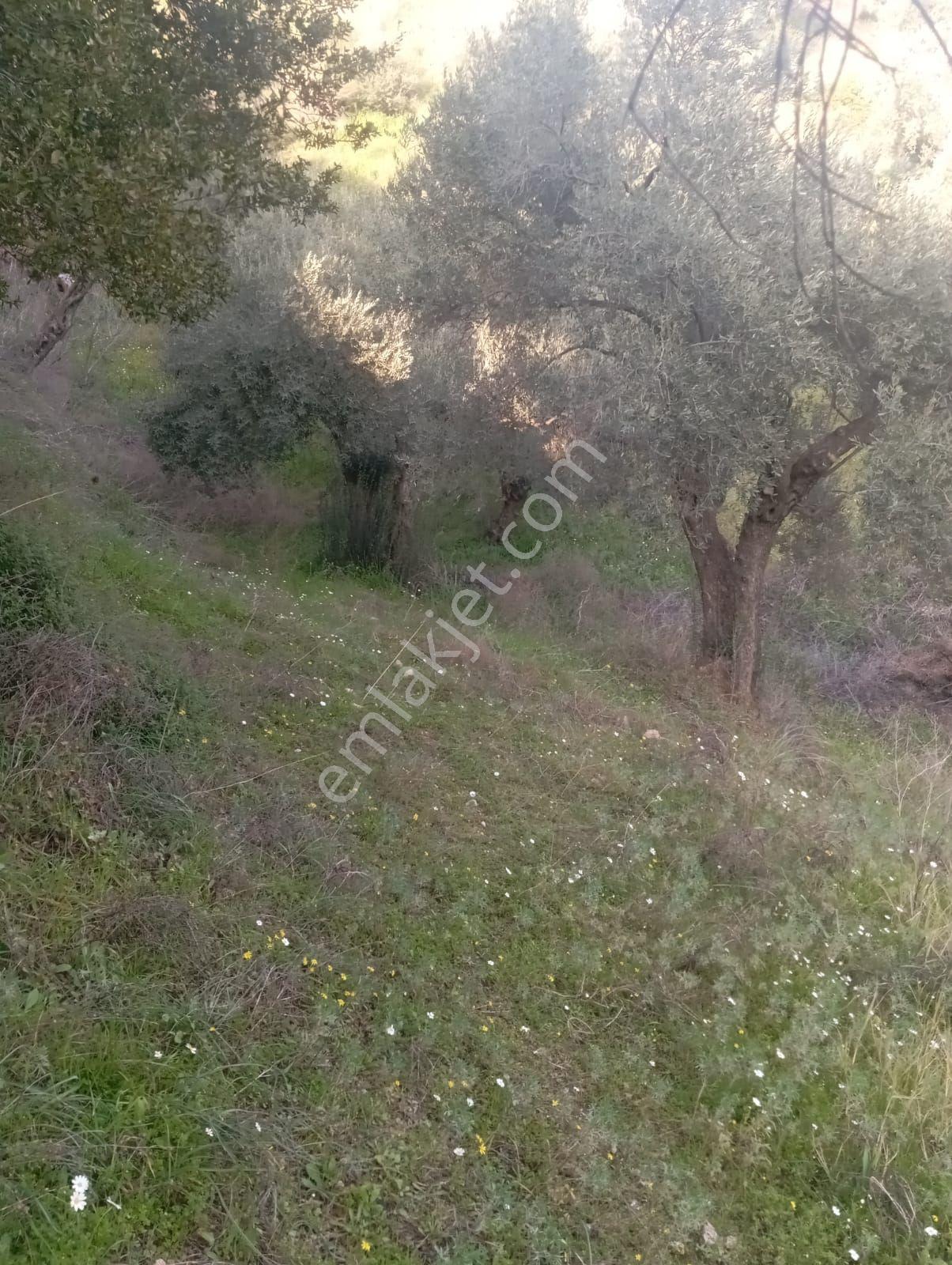 Satılık Düz Zeytin Bahcesi - Görsel 11