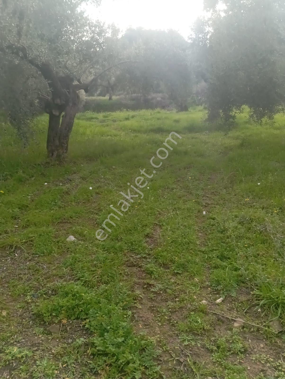Satılık Düz Zeytin Bahcesi - Görsel 9