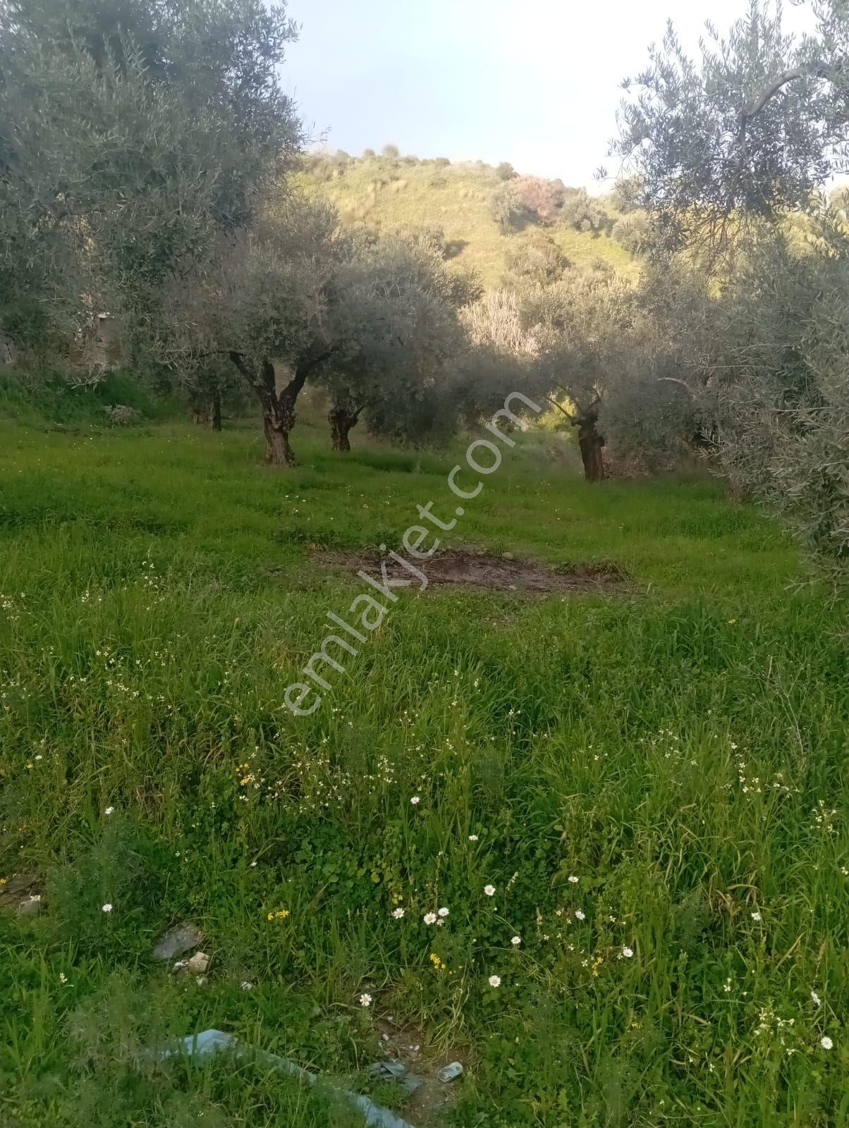 Satılık Düz Zeytin Bahcesi - Görsel 2