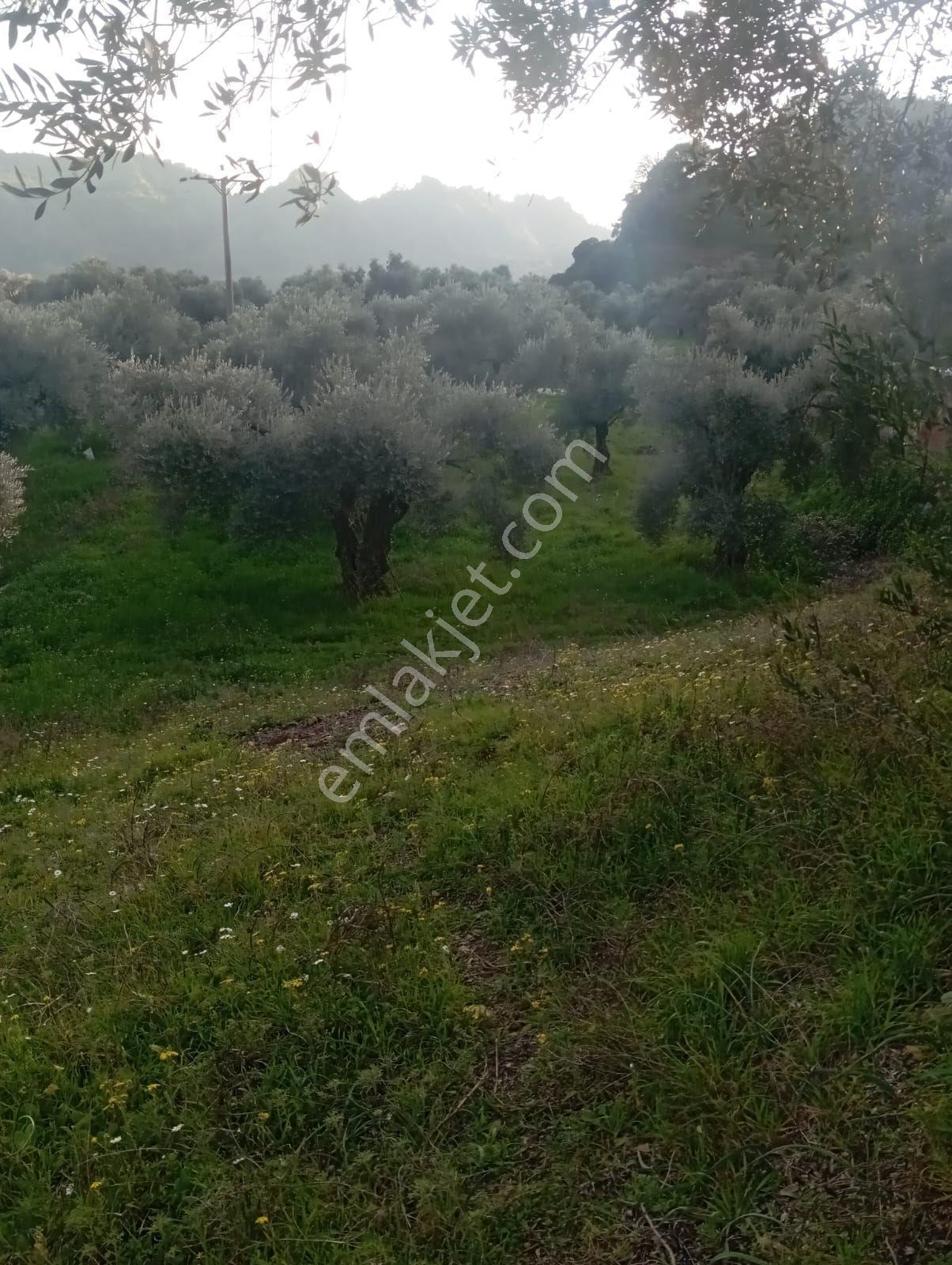 Satılık Düz Zeytin Bahcesi - Görsel 3