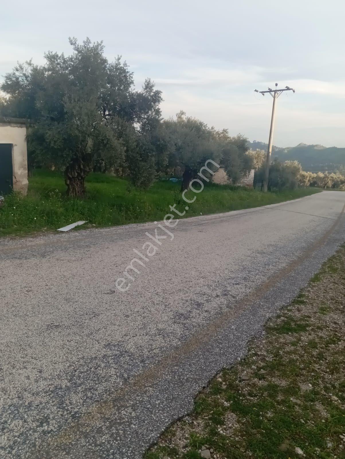 Satılık Düz Zeytin Bahcesi - Görsel 4