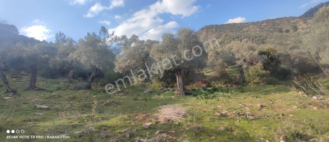 Milas Kandak Köyünde Asfalta Cepheli Satılık Zeytinlik - Görsel 2
