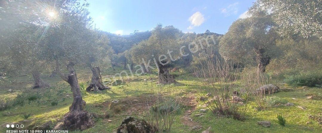 Milas Kandak Köyünde Asfalta Cepheli Satılık Zeytinlik - Görsel 9