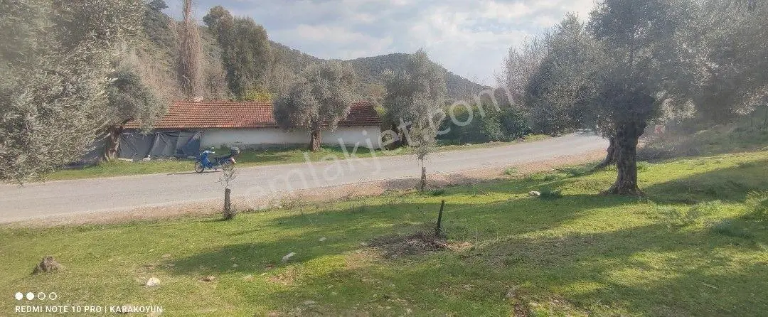 Milas Kandak Köyünde Asfalta Cepheli Satılık Zeytinlik - Görsel 3