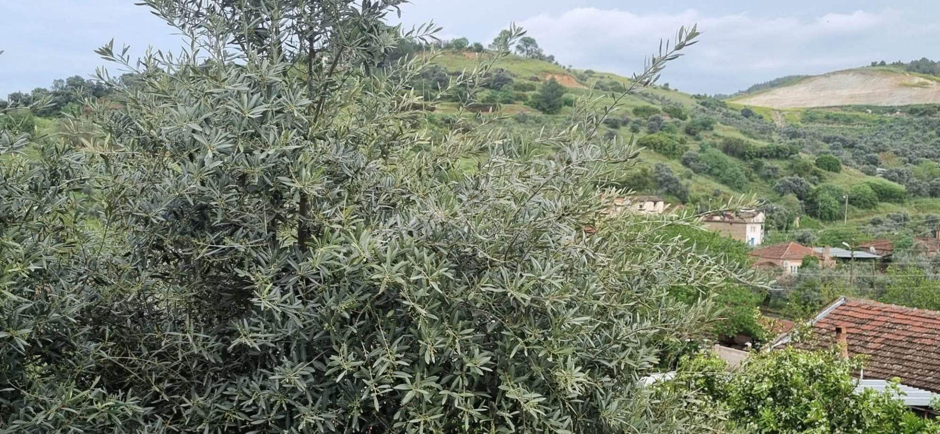 Doğayla İç İçe, Yenilenmiş Müstakil Yaşam Fırsatı - Görsel 29