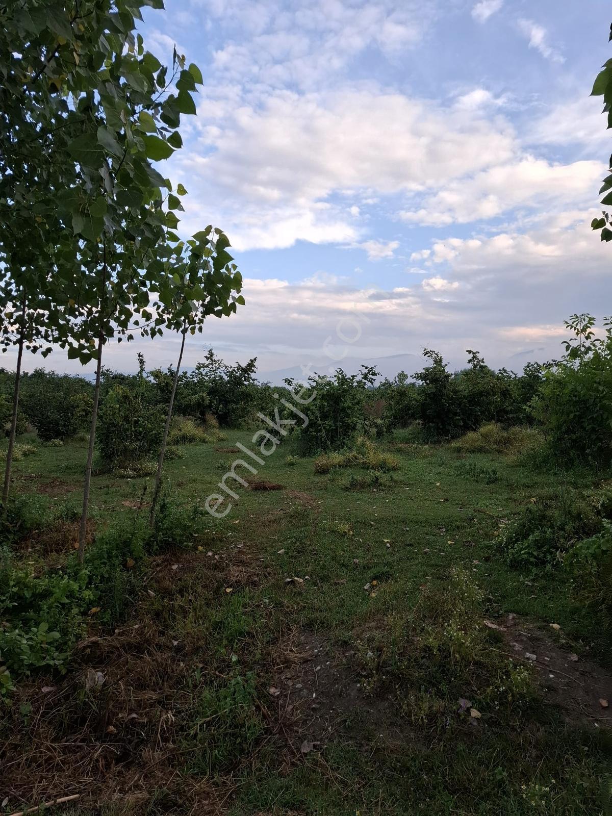 Re/max Ay'dan Karapürçek Yüksel Mah. Satılık Fındıklık - Görsel 2