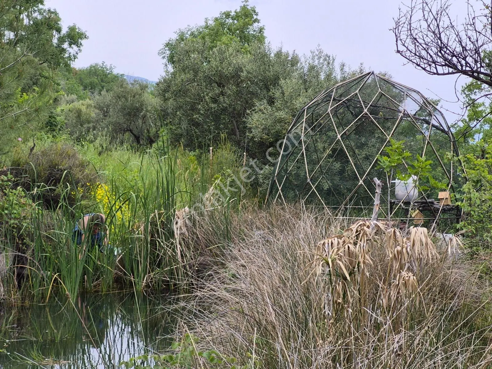 Aydın Karacasu Satılık Zeytinlik, 43.706m2, 3 Bitişik Parsel - Görsel 4