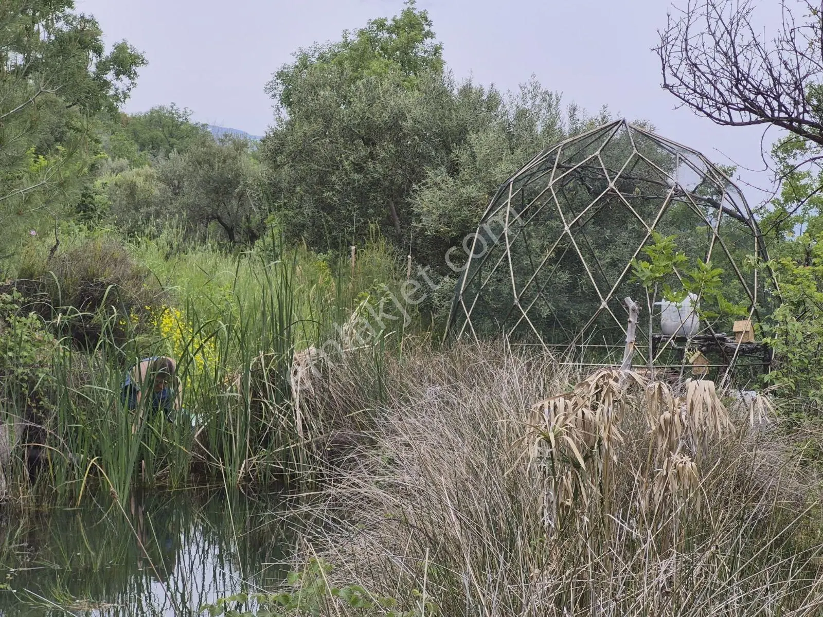 Aydın Karacasu Satılık Zeytinlik, 43.706m2, 3 Bitişik Parsel - Görsel 19