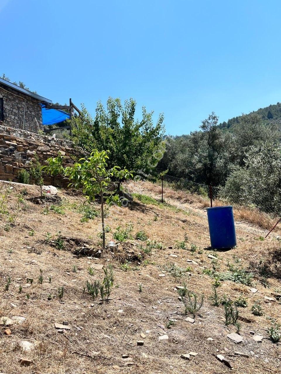Bayındır Balcılar Vadisi'nde Satılık Taş Evli Verimli Zeytinlik - Görsel 29