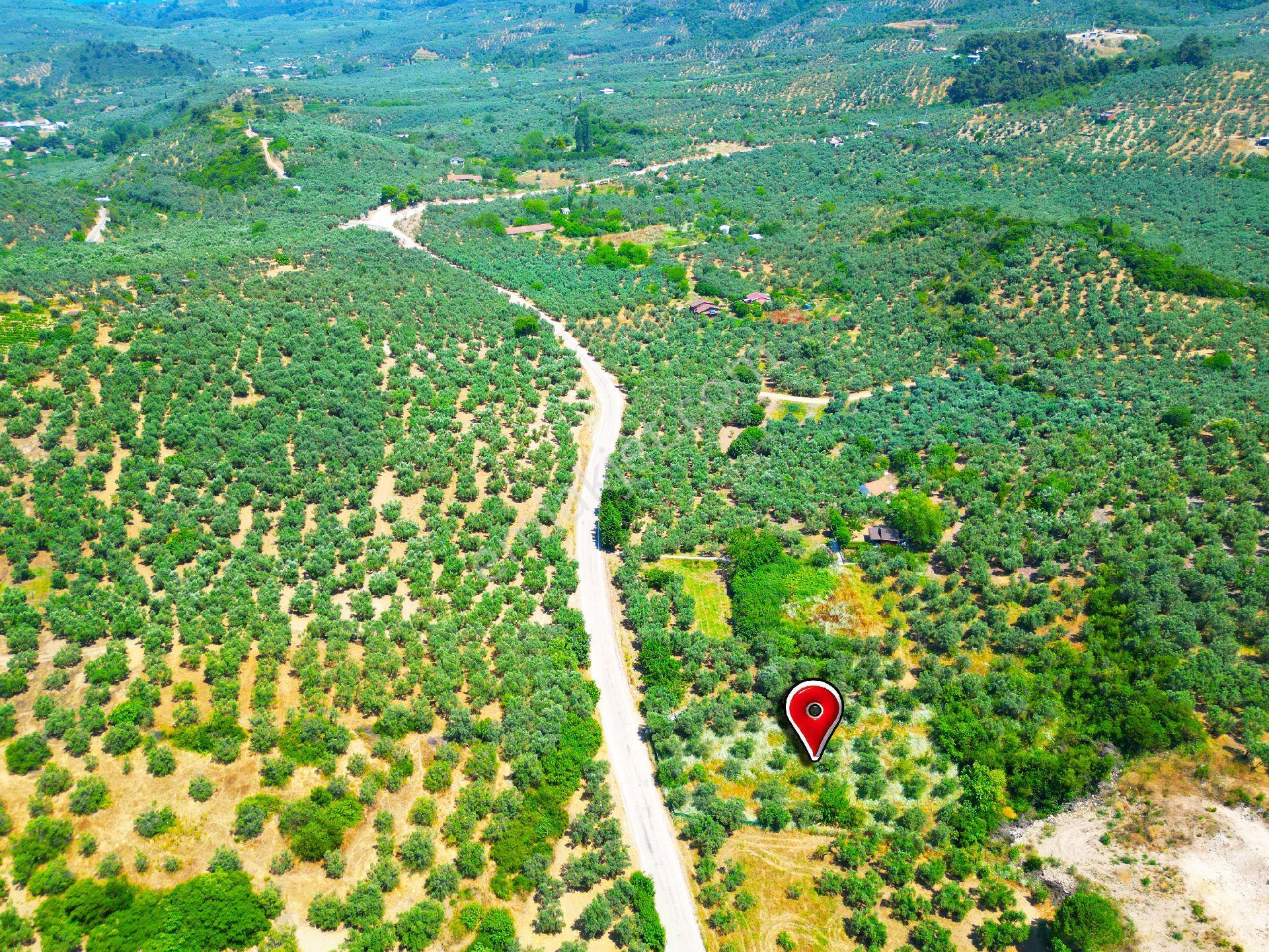 Tirilye'de Etrafı Yeşil Çit İle Çevrili Asfalt Yola Cephe Satılık Zeytinlik - Görsel 18