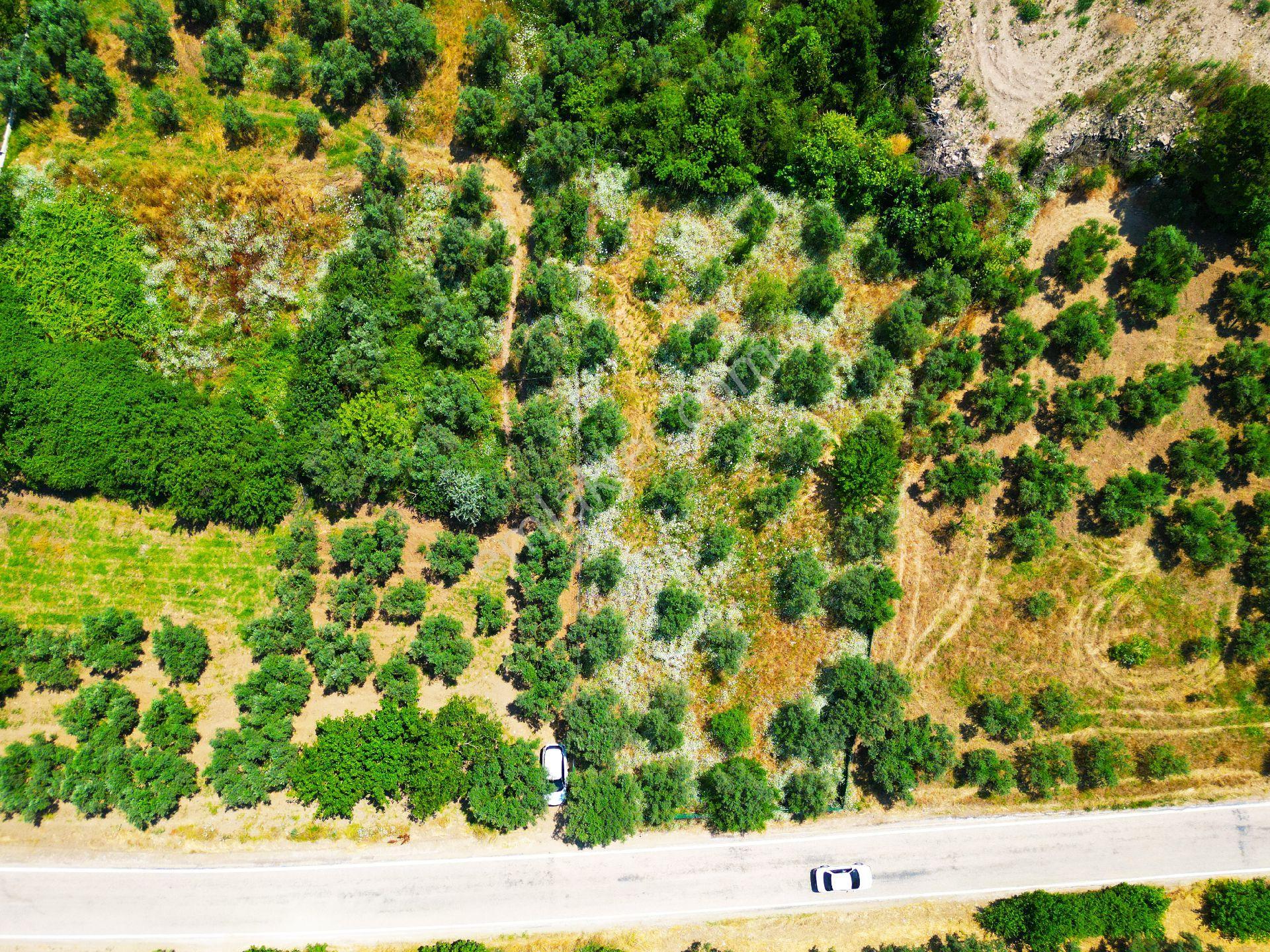 Tirilye'de Etrafı Yeşil Çit İle Çevrili Asfalt Yola Cephe Satılık Zeytinlik - Görsel 5