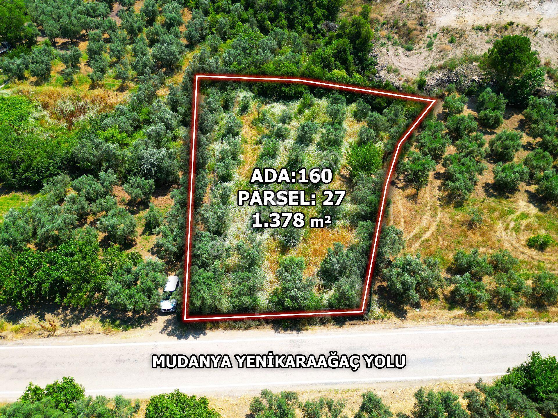 Tirilye'de Etrafı Yeşil Çit İle Çevrili Asfalt Yola Cephe Satılık Zeytinlik - Görsel 7