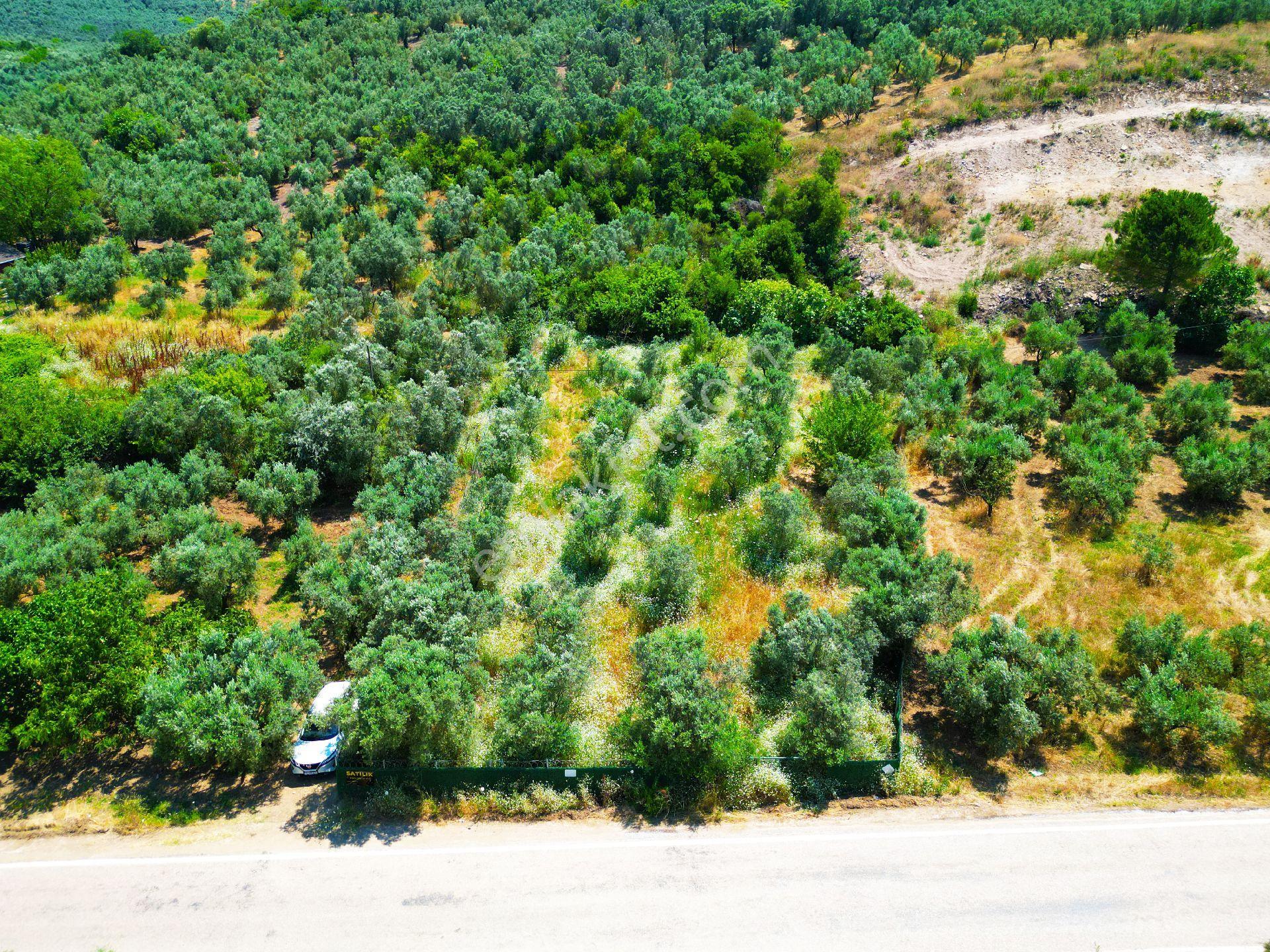 Tirilye'de Etrafı Yeşil Çit İle Çevrili Asfalt Yola Cephe Satılık Zeytinlik - Görsel 15