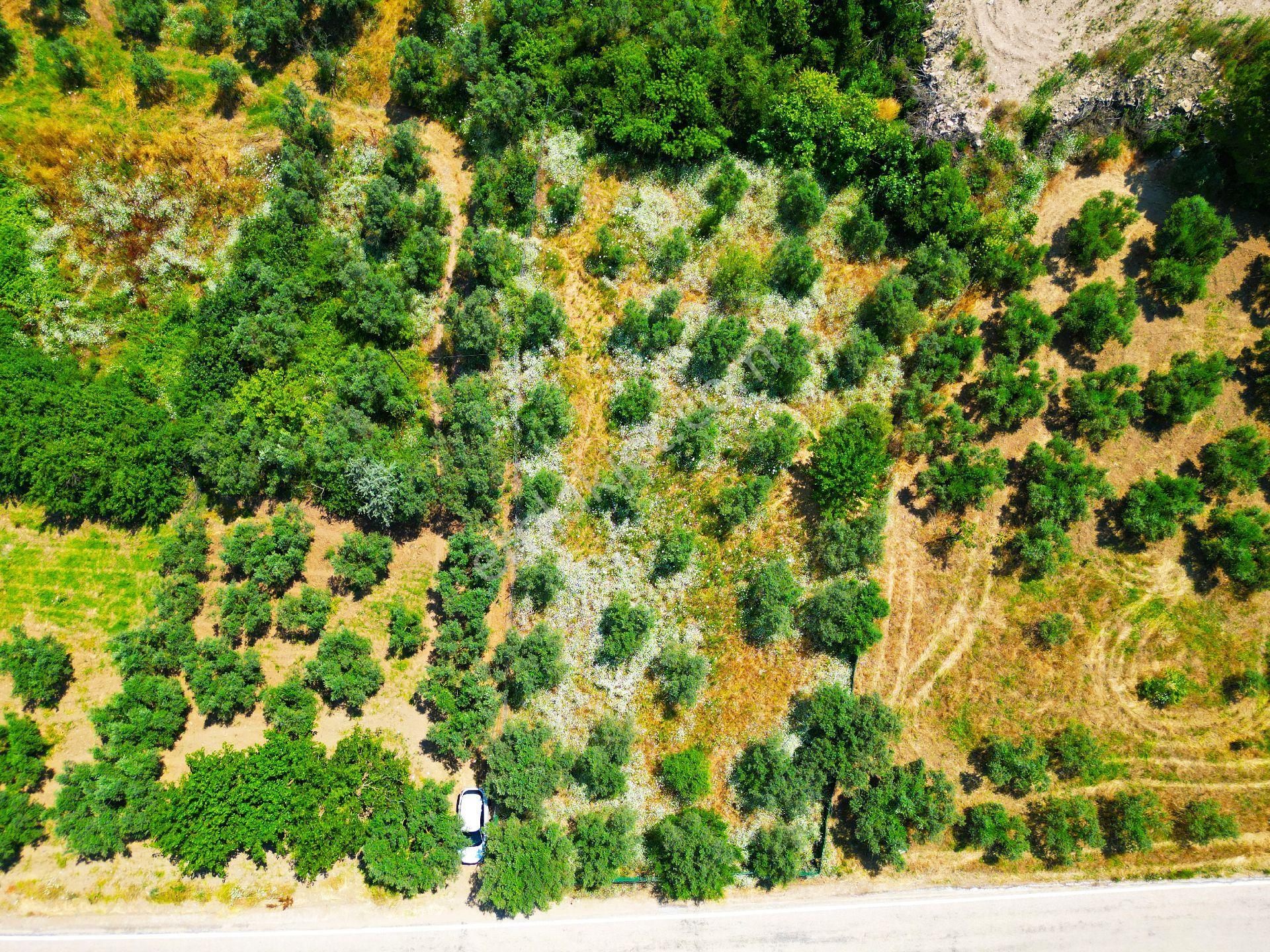Tirilye'de Etrafı Yeşil Çit İle Çevrili Asfalt Yola Cephe Satılık Zeytinlik - Görsel 16