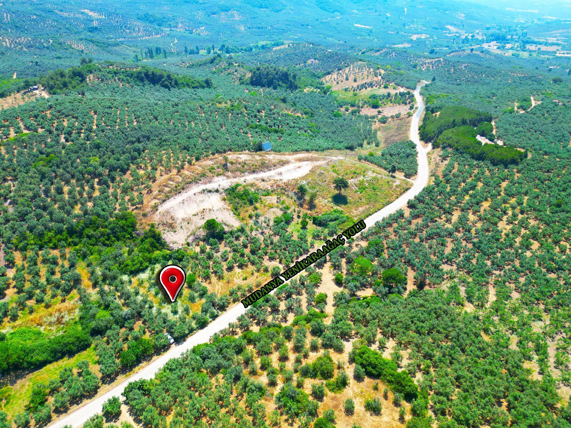Tirilye'de Etrafı Yeşil Çit İle Çevrili Asfalt Yola Cephe Satılık Zeytinlik - Görsel 20