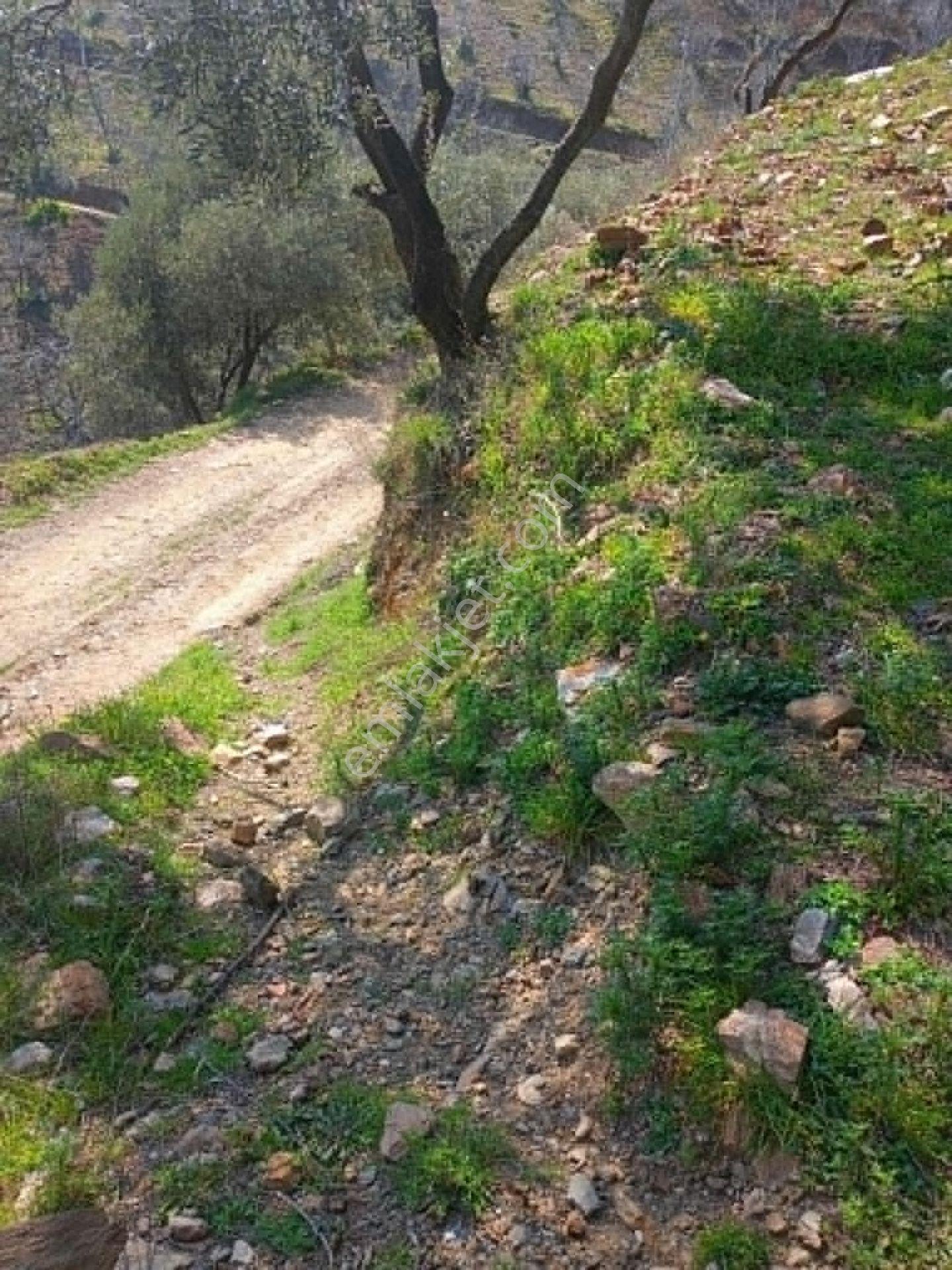 Bağcıllı Satılık Zeytinlik - Görsel 17