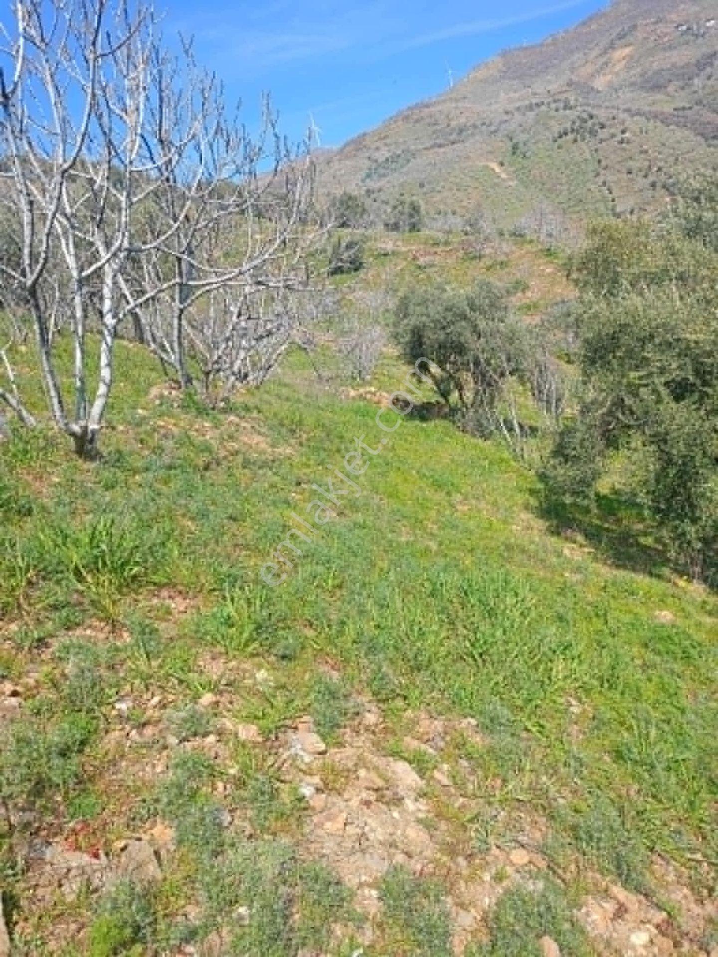 Bağcıllı Satılık Zeytinlik - Görsel 13