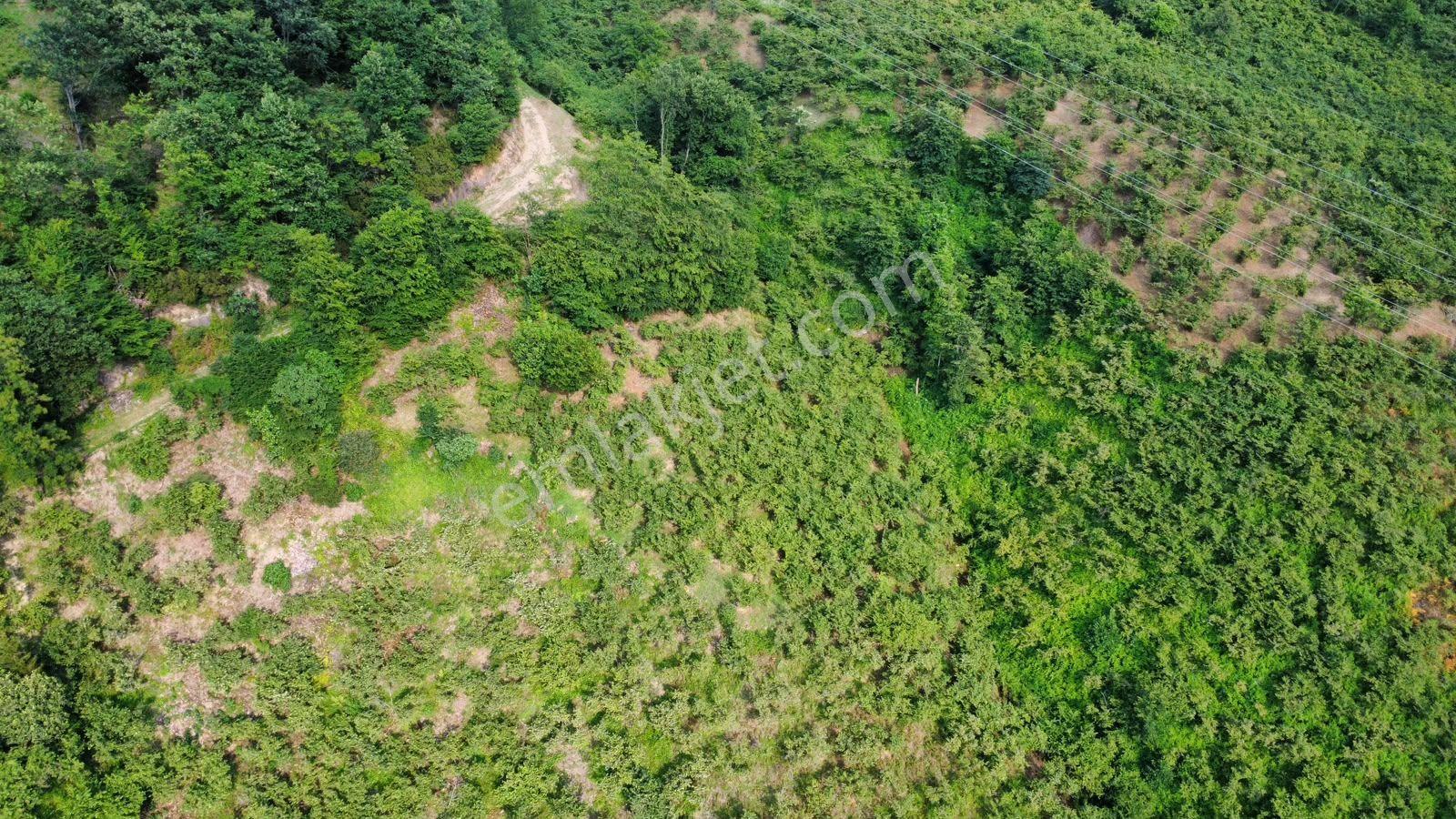 Trabzon Arsin Yeşilyalı'da Satılık Arazi - Görsel 5