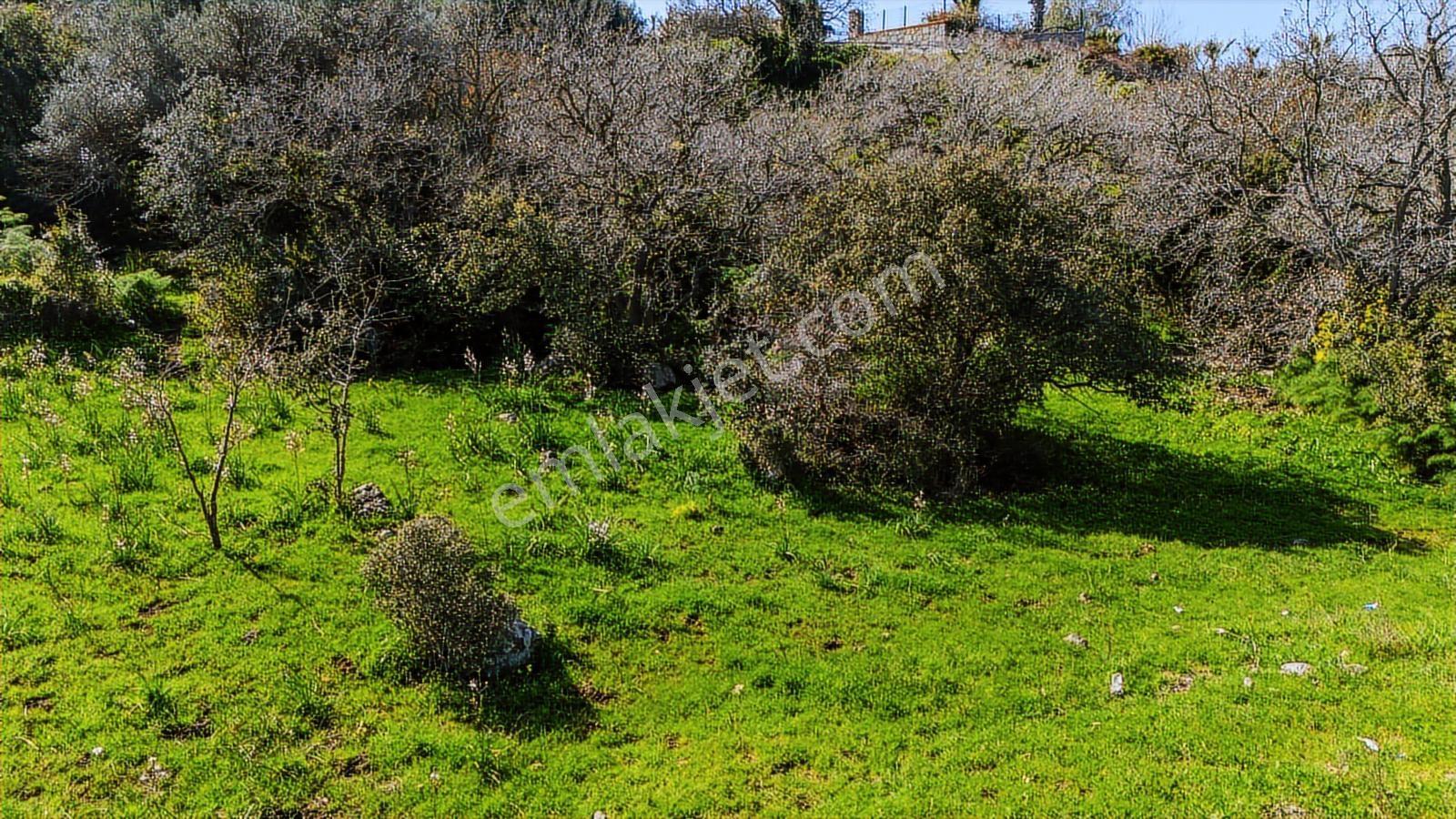 Bodrum Yalıkavakta Konut İmarı Sınırında Yatırımlık Tarla - Görsel 3
