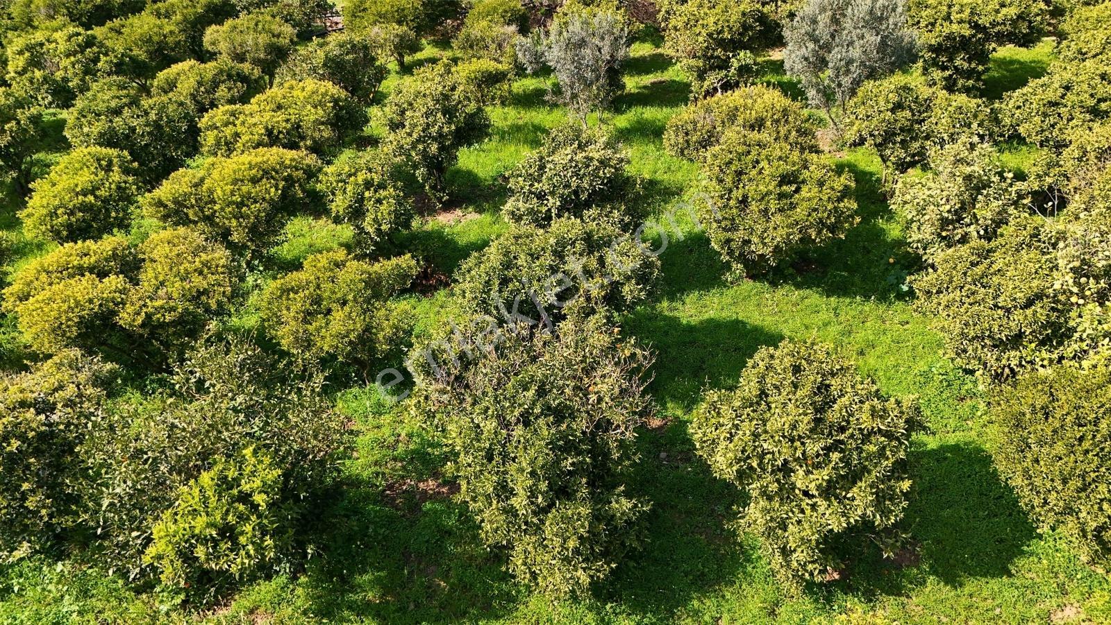 Yalıkavak Geriş Deniz Manzaralı Konut İmarlı Arsa Fırsat Fiyat - Görsel 11