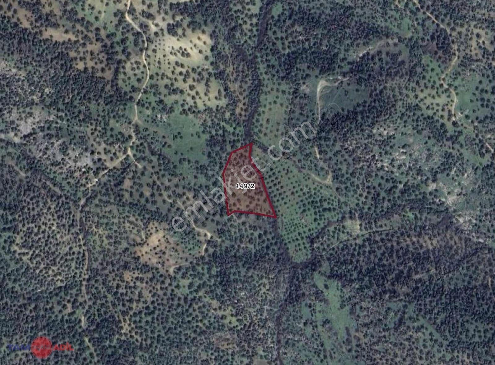 Bergama Sağancı Köye 1.350 M. Satılık 5.940 M2 Bakımlı Zeytinlik - Görsel 4