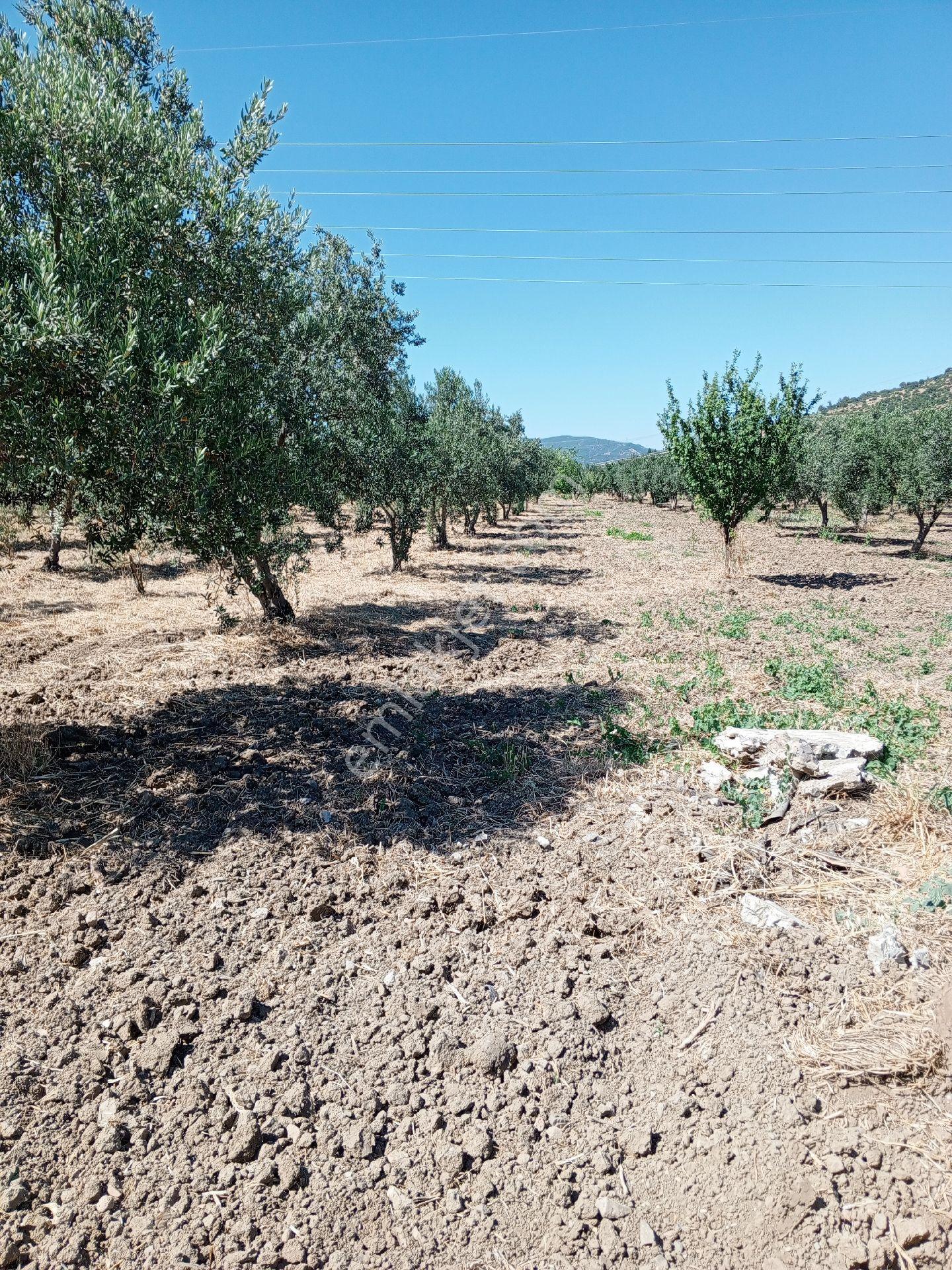 Yeliz'den Manisa, Soma Yırcada Zeytinlik - Görsel 2