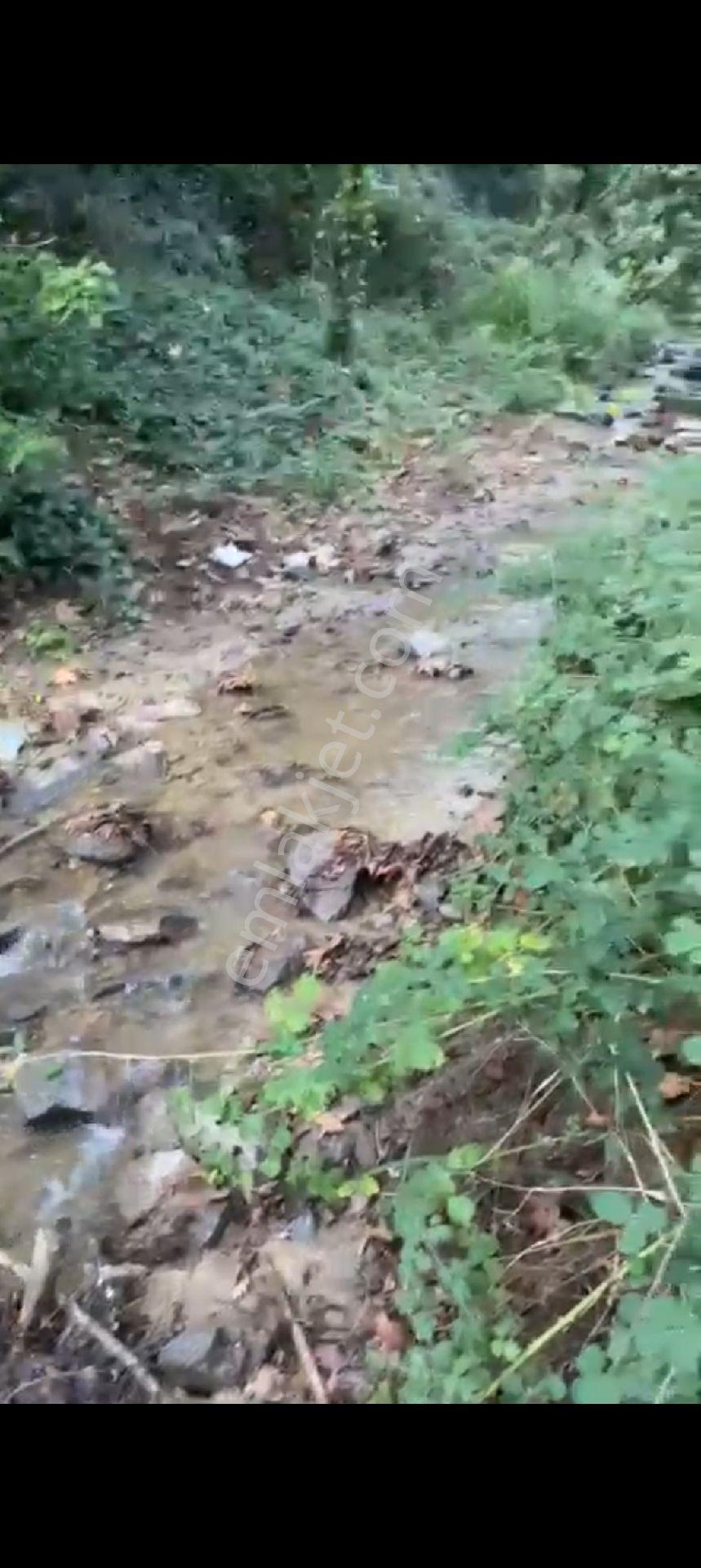 Altından Su Akan Üstünden Bereket Fışkıran Hasköy'de Satılık İncir Ve Zeytinlik - Görsel 12